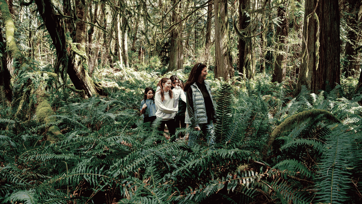Four people walking through a lush temperate forest with large ferns and moss-covered trees.