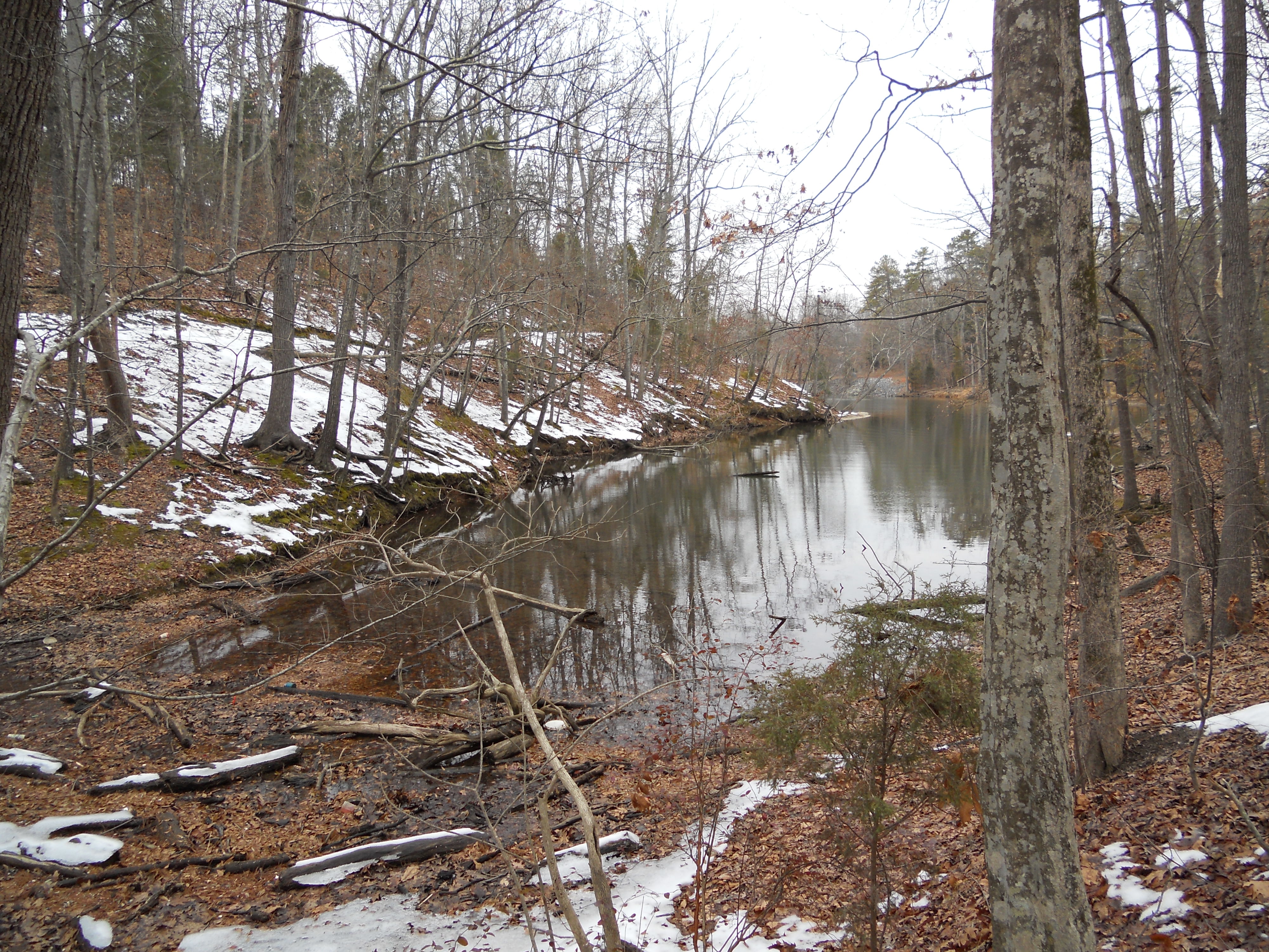 Calm wooded cove with bare trees and still water along a lake shoreline.