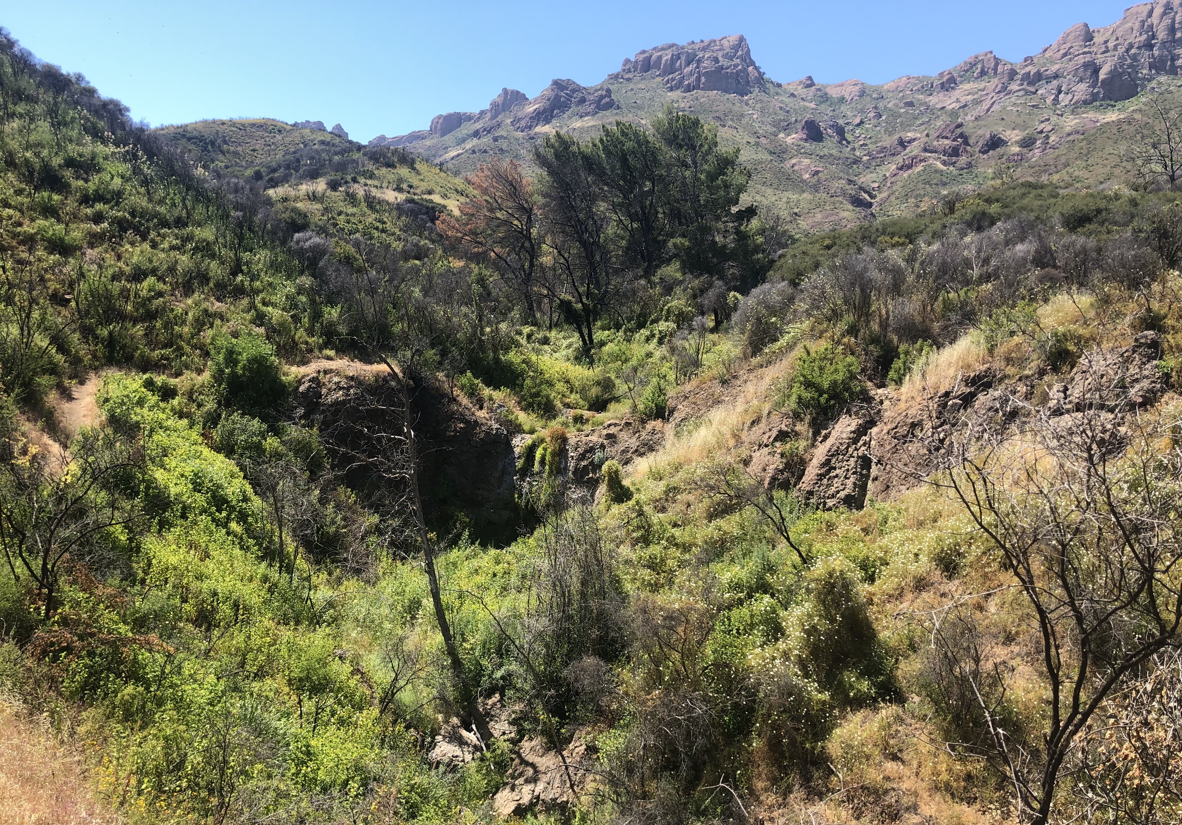 Dense chaparral shrubs and rocky ridgelines in the Santa Monica Mountains under a clear blue sky.