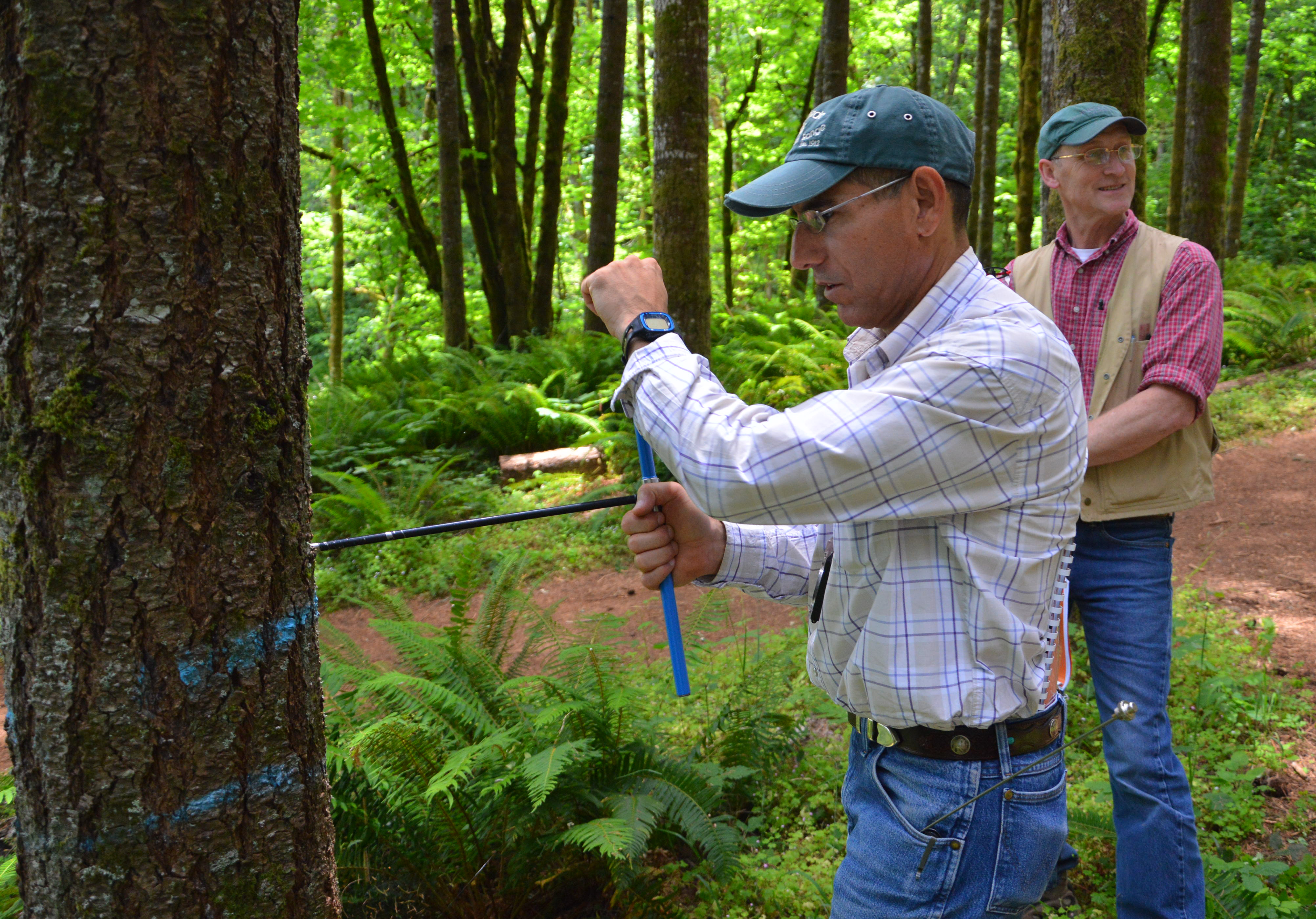 Two people examine a marked tree trunk in a fern-covered Oregon forest.