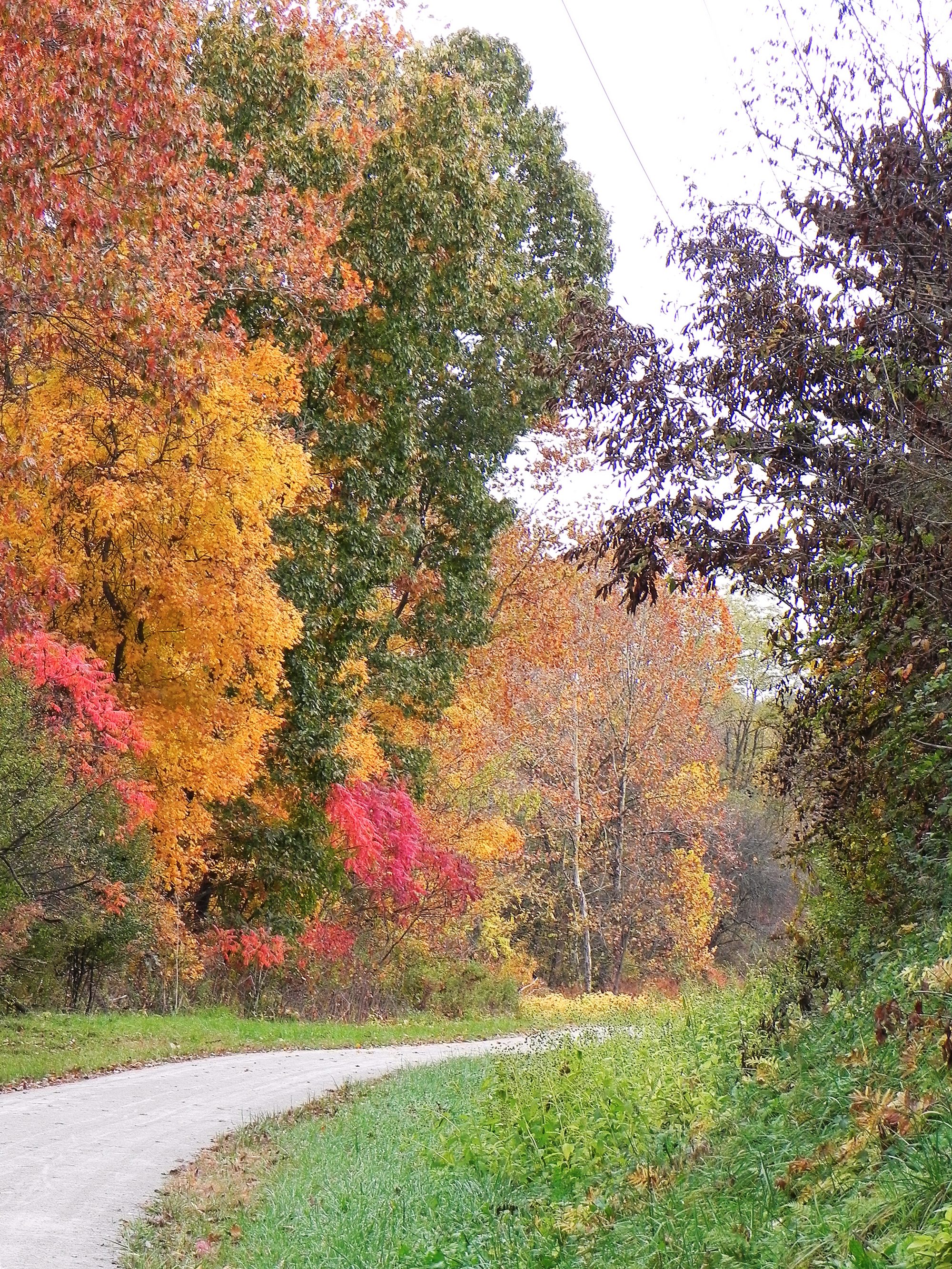 Fall colors along a trail.