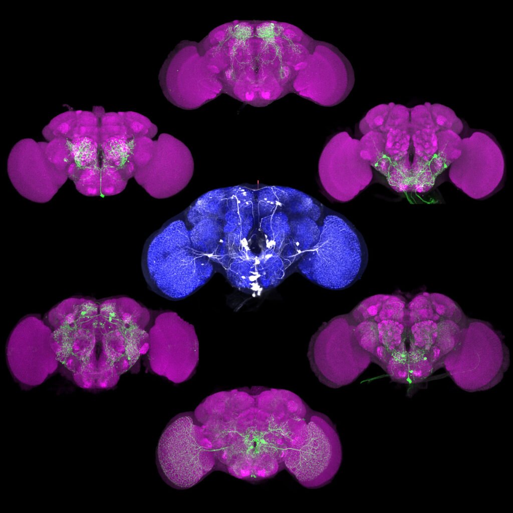 Grid of fluorescence microscopy images of fruit fly brains in blue, magenta, and green.
