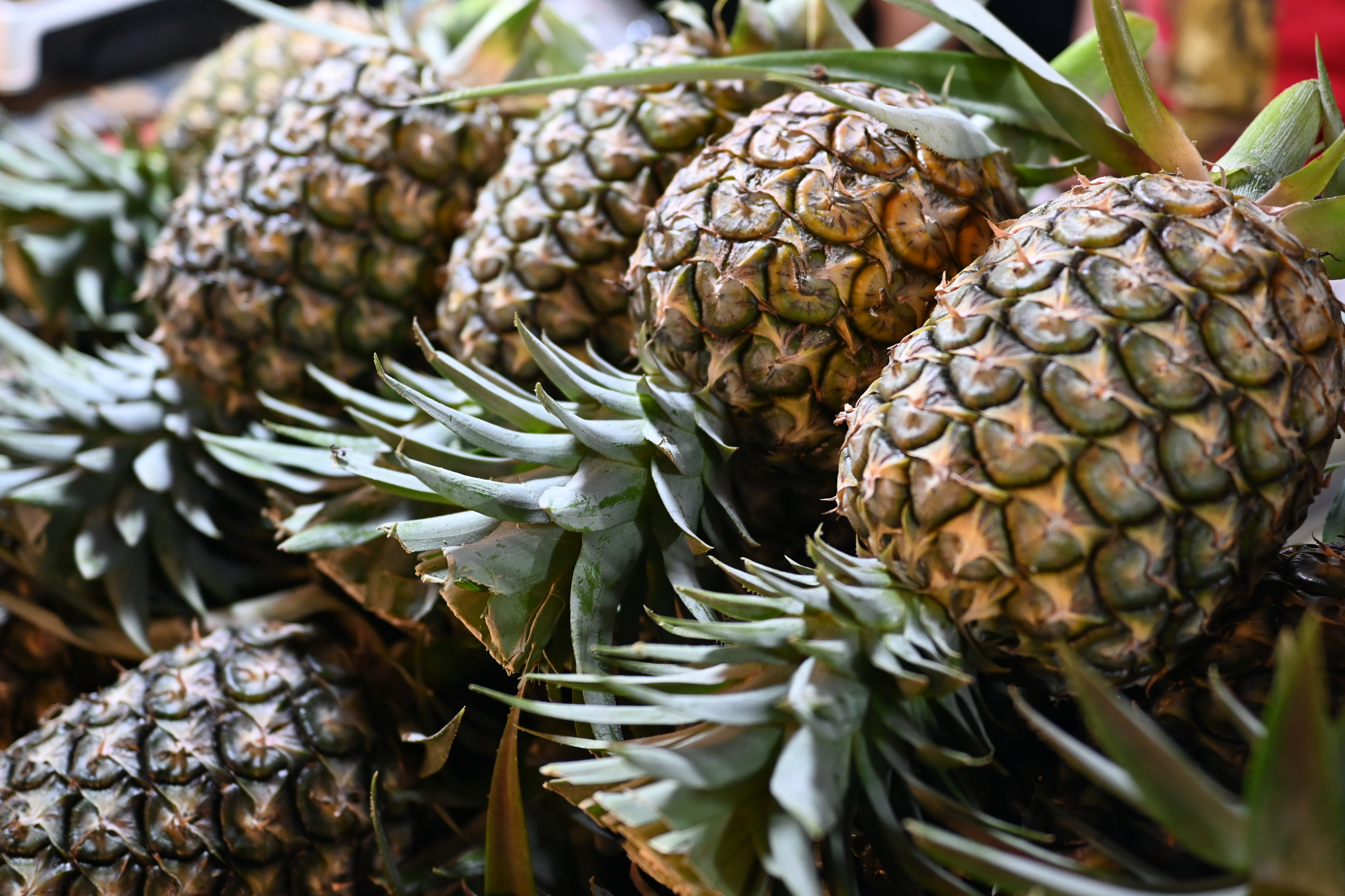 Several ripe pineapples with textured golden skin and green spiky leaves.