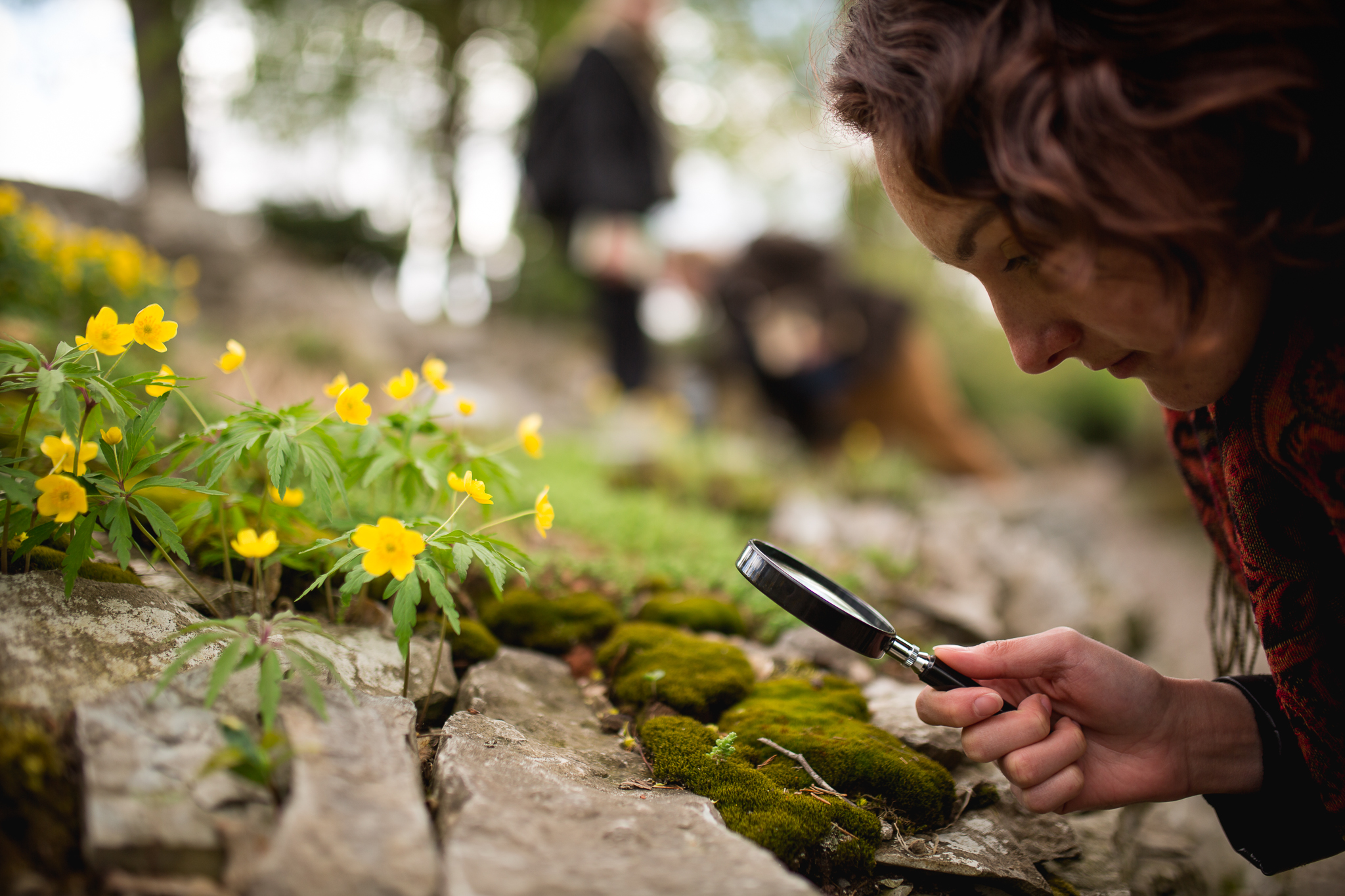 Woman crouching over a stone wall, examining moss and yellow flowers with a magnifying glass.