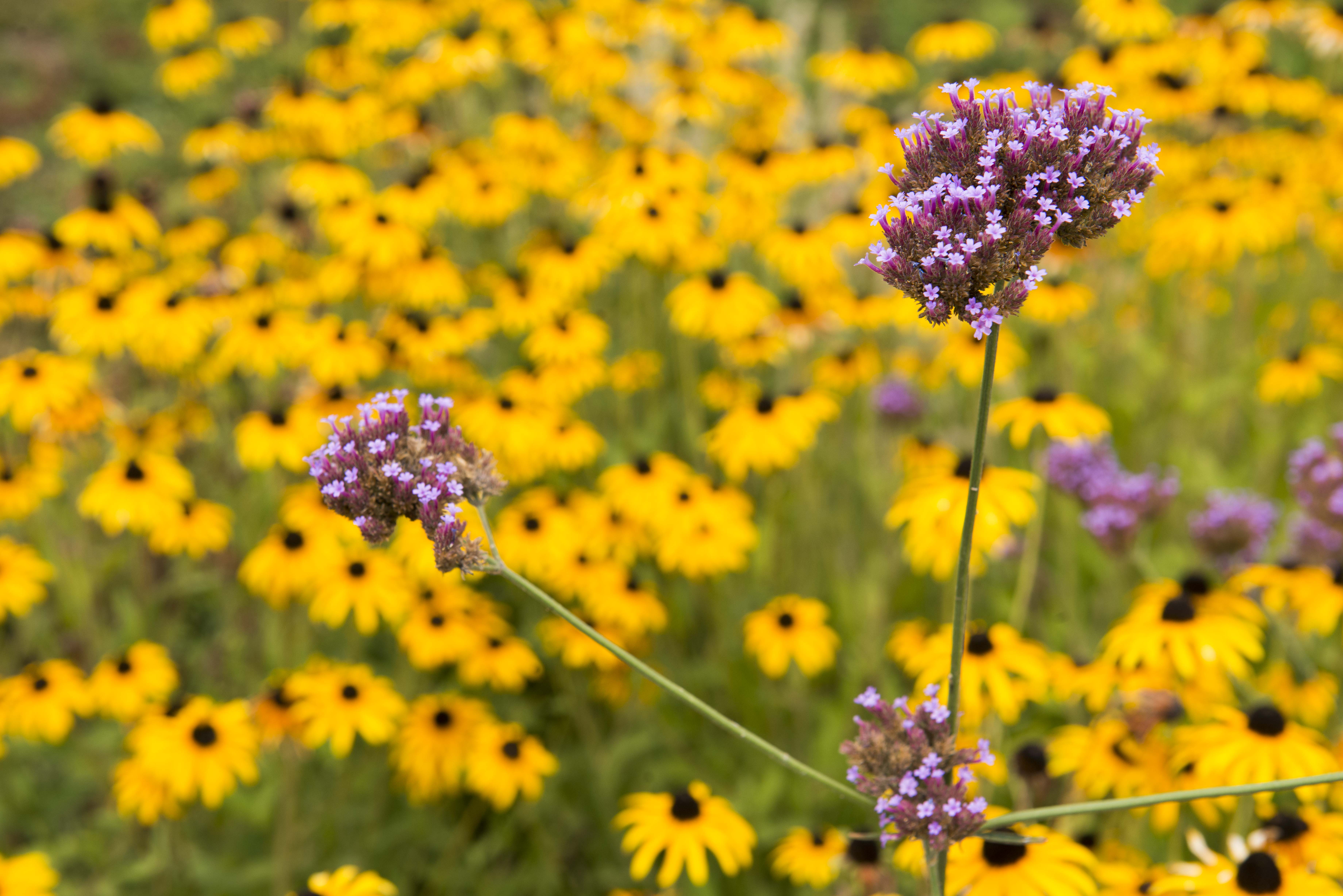 Yellow black-eyed Susan flowers and purple plants bloom in a sunny garden bed.