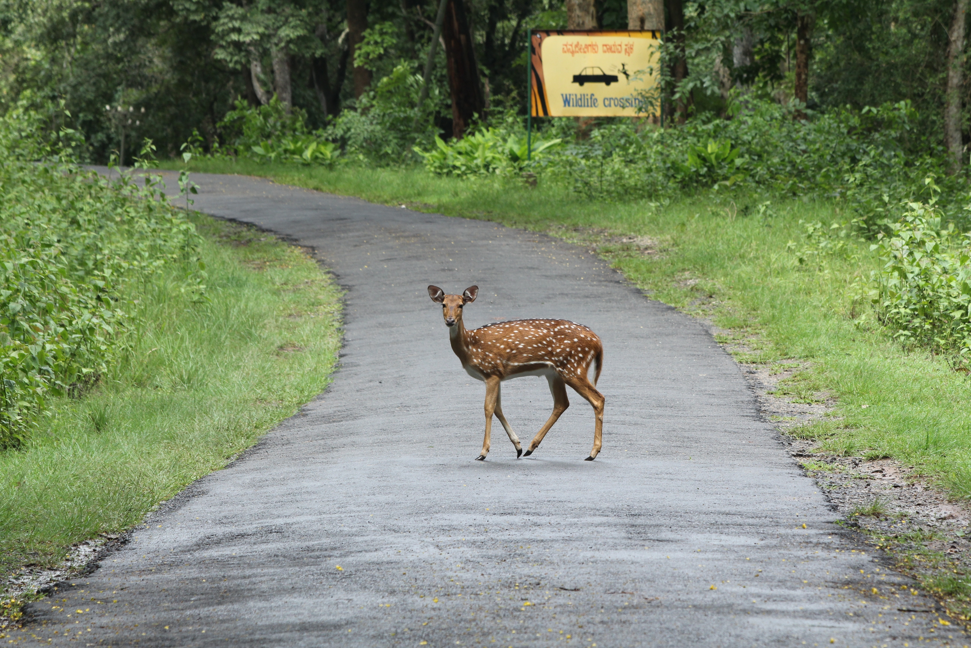 A deer crosses a paved road through dense green forest.