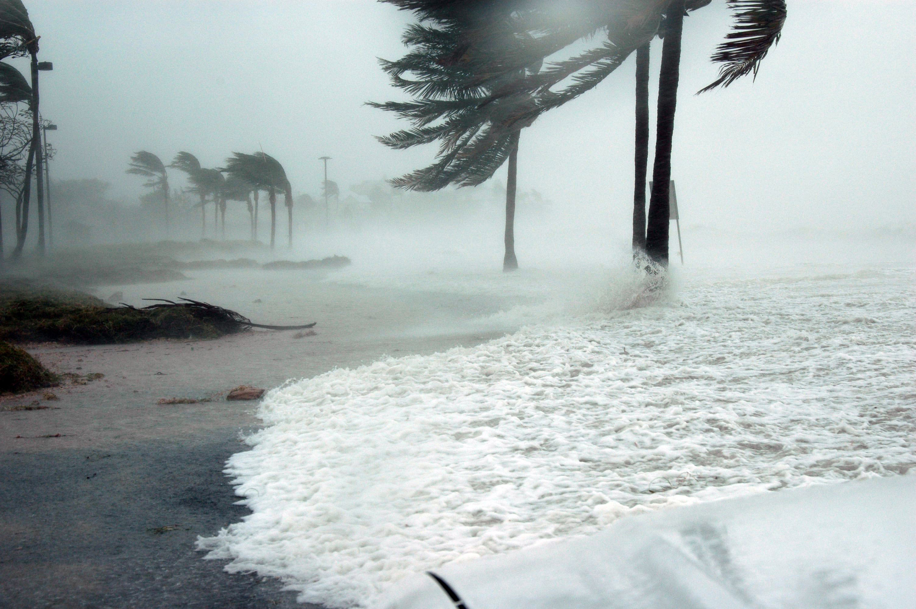 Palm trees bent sharply by hurricane winds along a flooded coastal road with heavy rain.