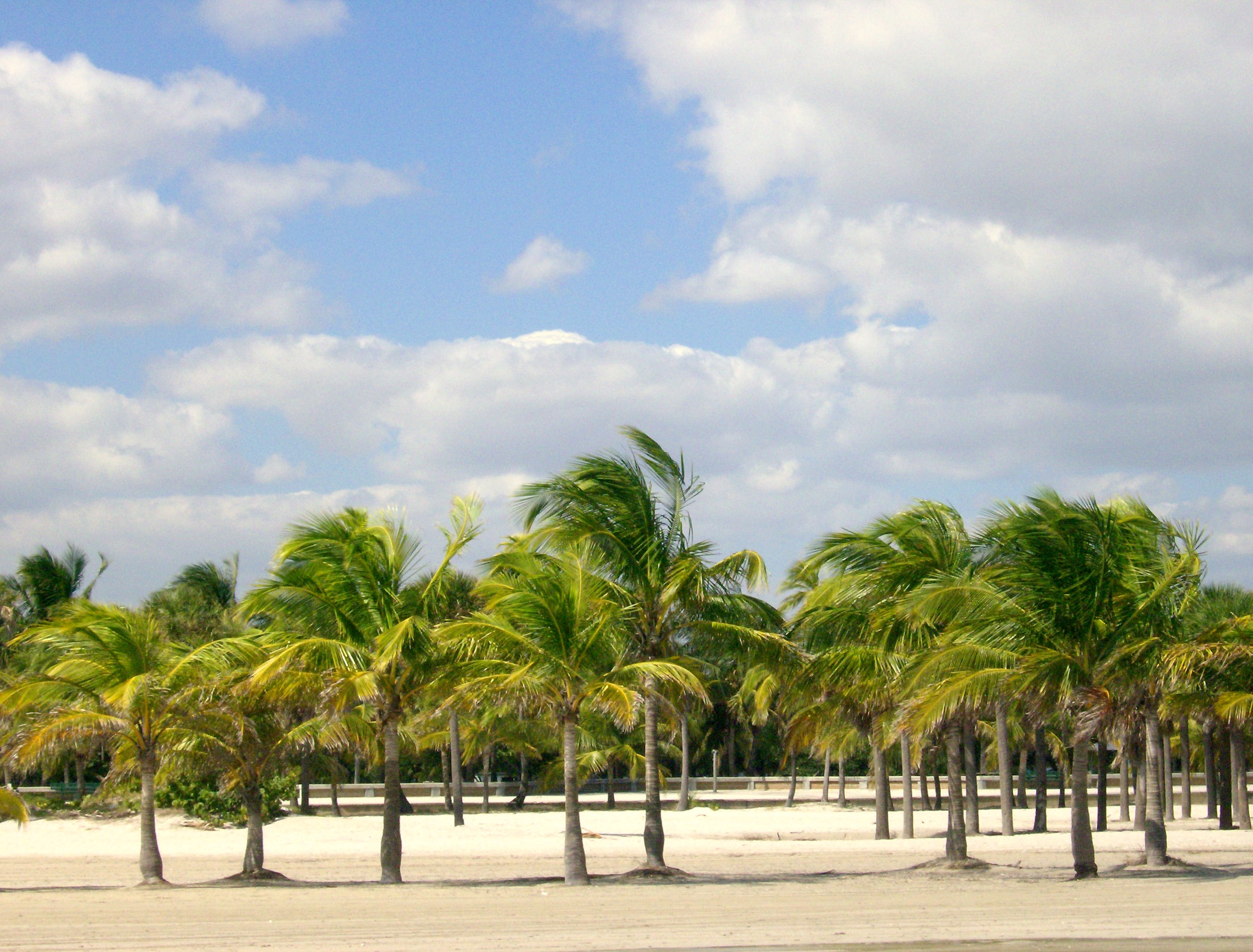 Tall coconut palm trees bending in the wind on a sandy park lawn under a partly cloudy sky.