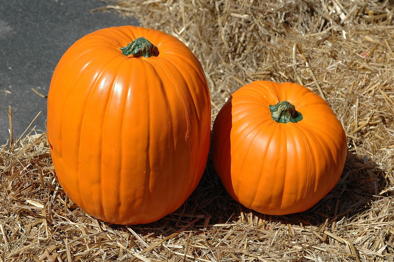 Pumpkin, pumpkin farm, halloween, autumn, fall, harvest, farm, thanksgiving, orange, patch, vegetable, holiday, field, a