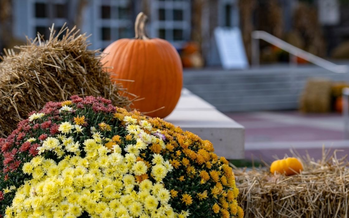 An orange pumpkin resting on a hay bale surrounded by colorful autumn chrysanthemums.