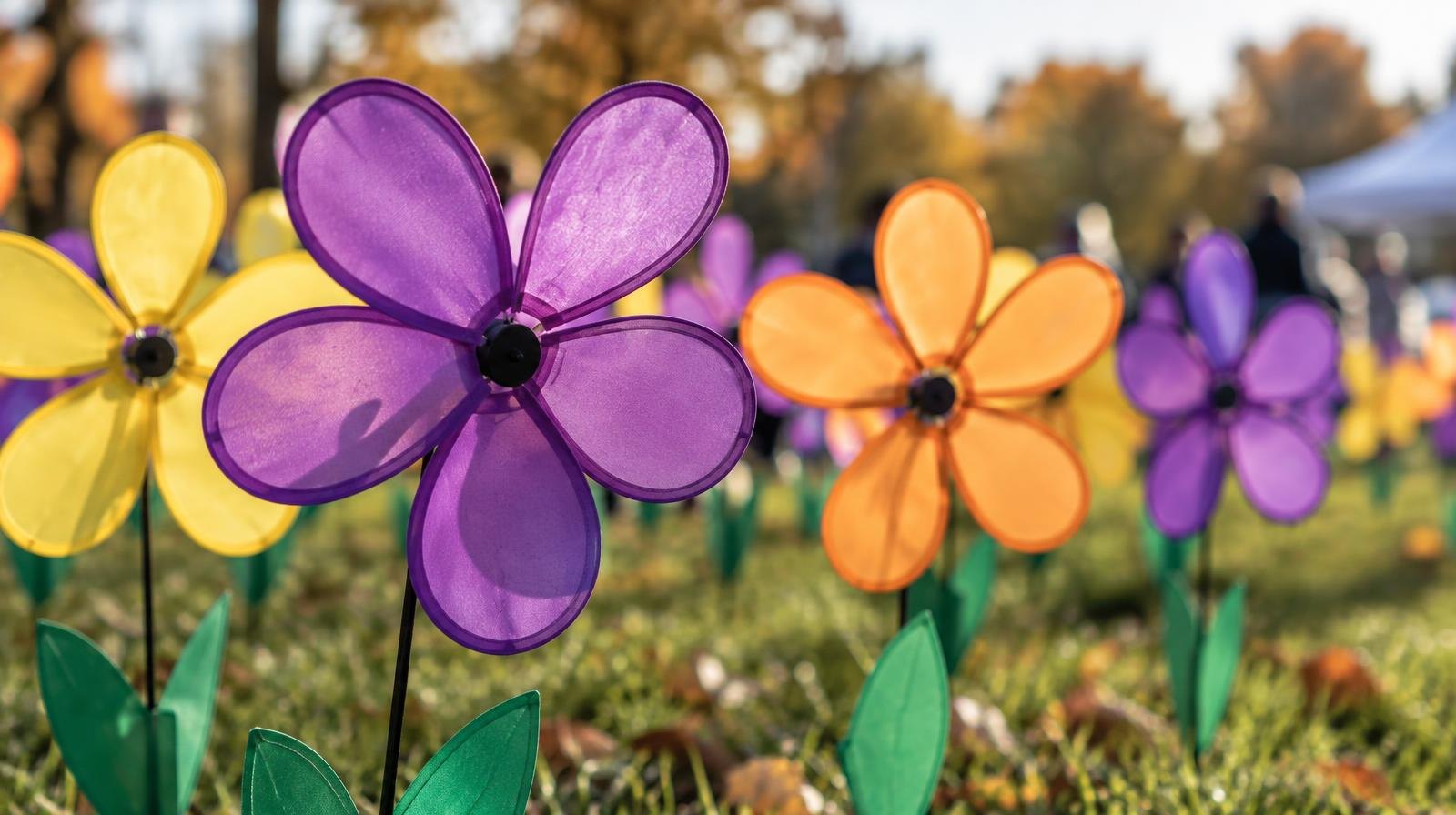 Cluster of colorful pinwheel flowers planted in green grass outdoors.