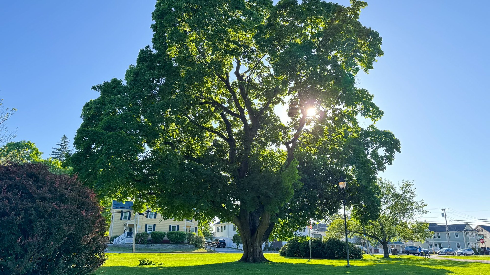 A large mature deciduous tree with a wide canopy on a green lawn in a residential neighborhood.