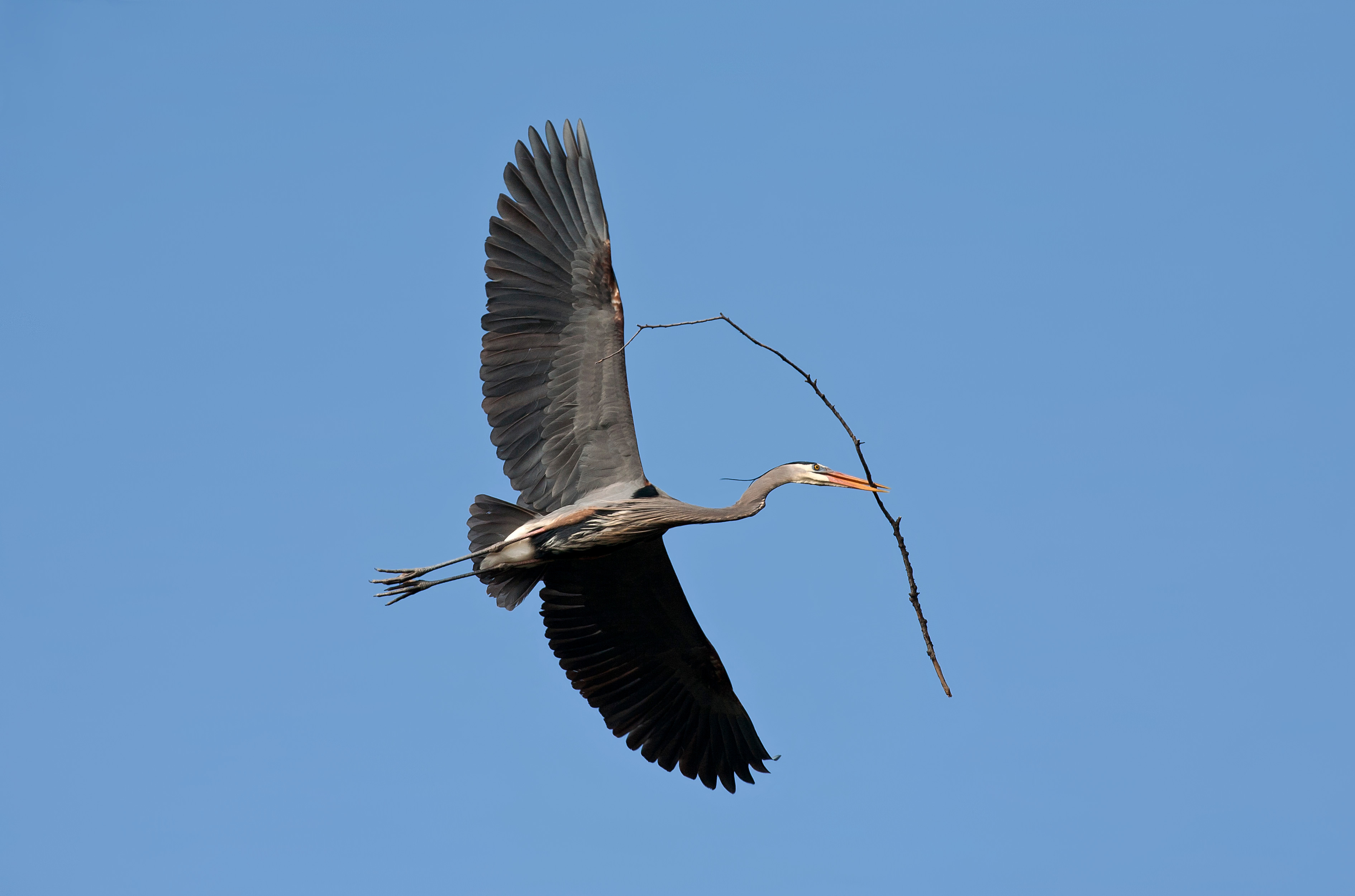A Great Blue Heron soars with a stick in its bill against a clear blue sky.