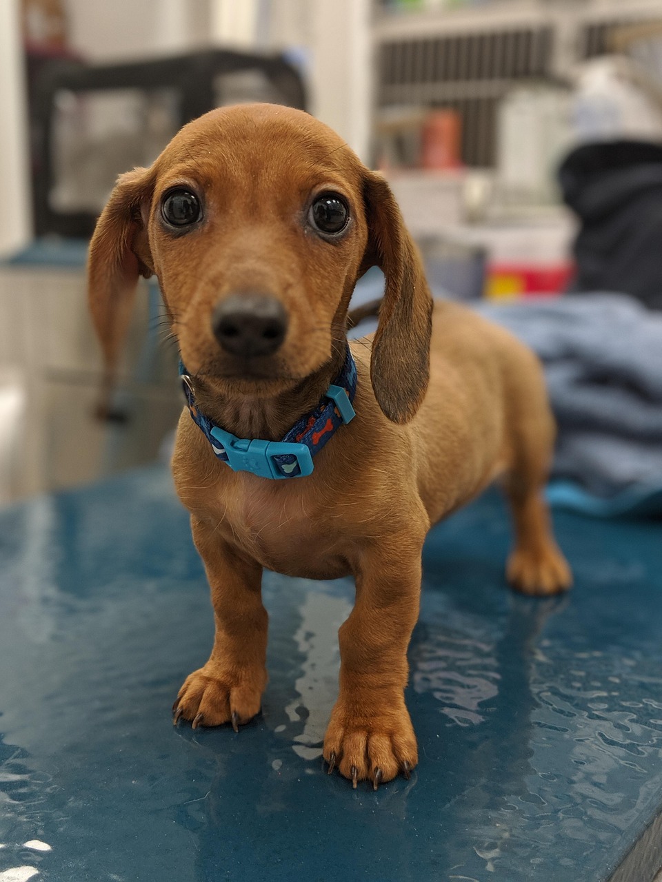 A dachshund stands on an exam table while a veterinarian in scrubs checks it during a wellness visit.