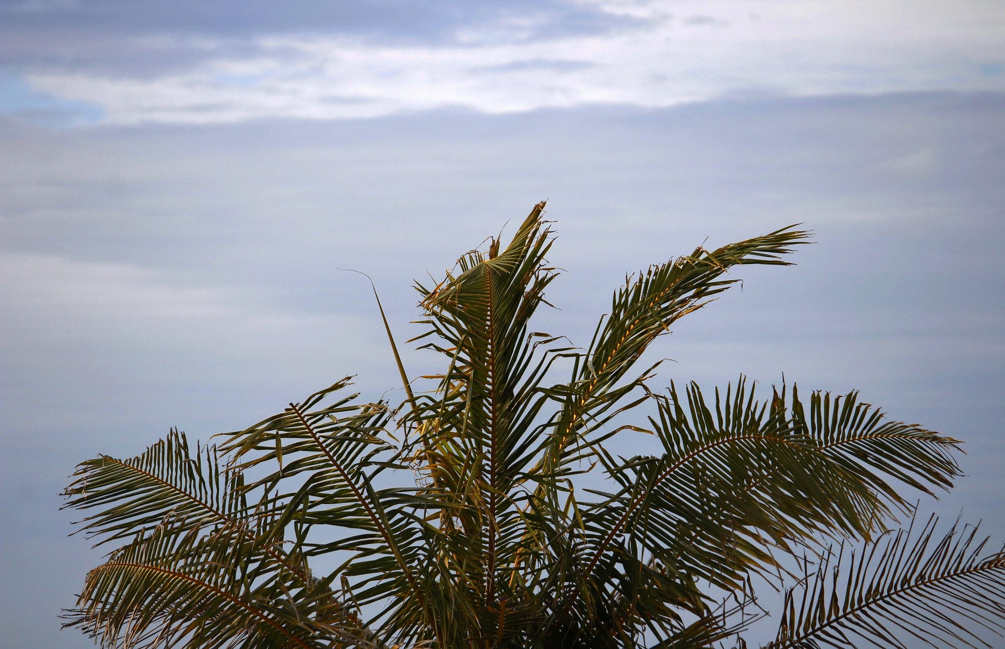 Serene view of a palm tree in Guaratuba, Paraná, Brazil against a tranquil cloudy sky.