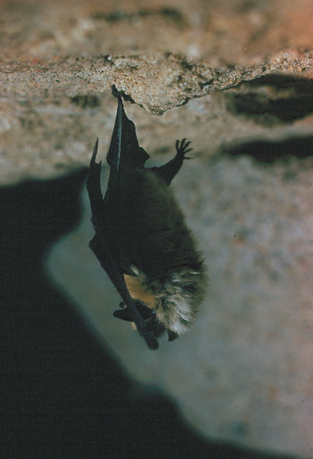 A little brown bat hanging upside down from a rocky cave ceiling, wings partially spread.