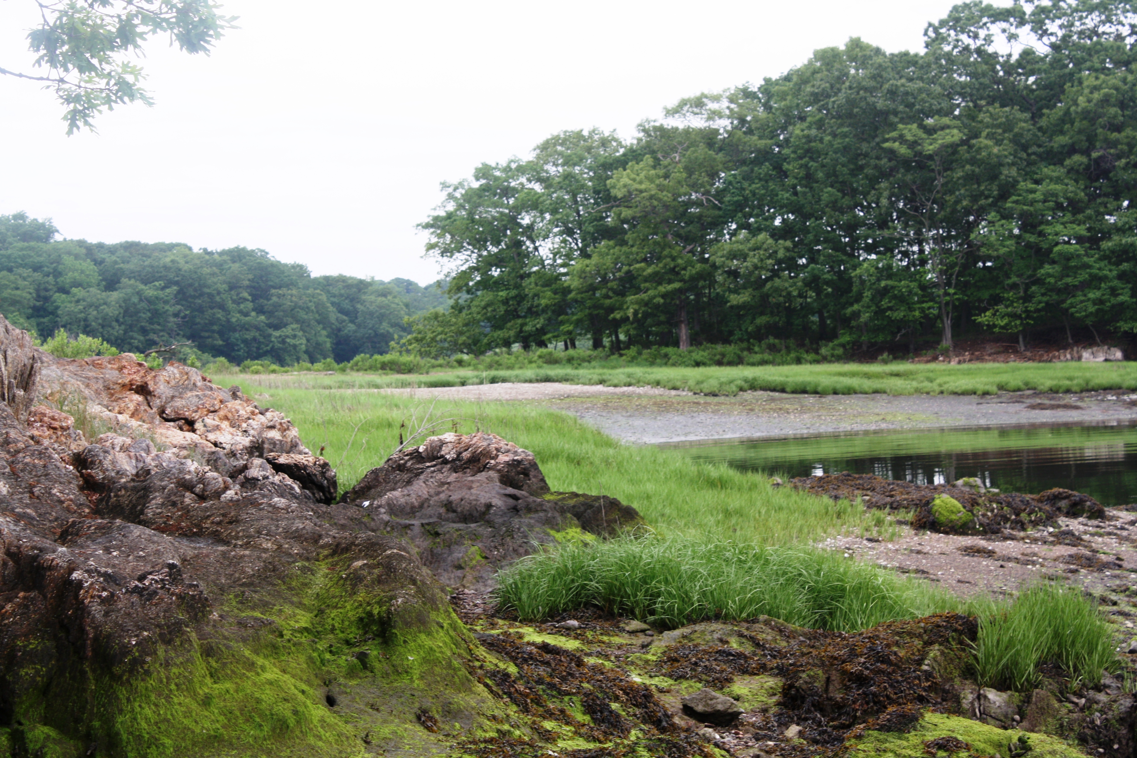 Rocky shoreline with tidal marsh grasses, calm water, and deciduous trees under an overcast sky.