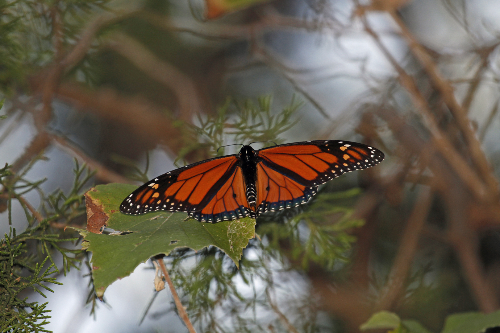 Monarch butterfly with orange, black, and white wings spread open on green foliage.