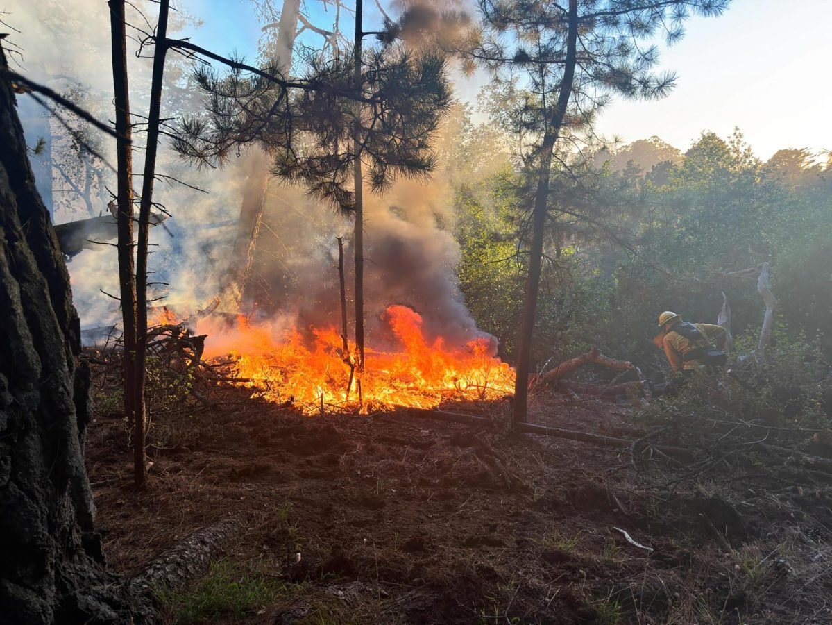 A firefighter works near bright orange flames and thick smoke rising among pine trees.