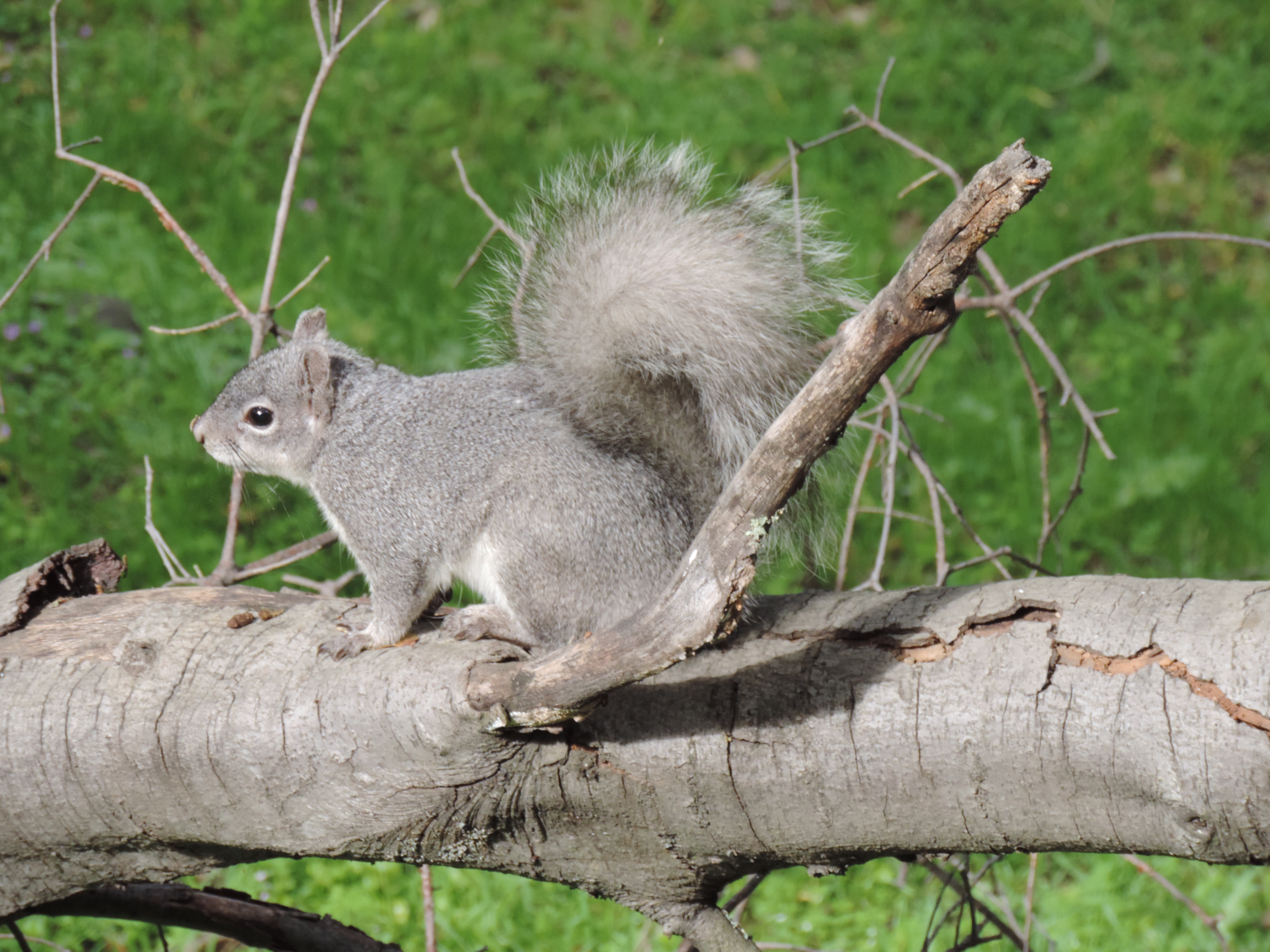 A gray squirrel perched on a fallen tree branch with green grass behind it.