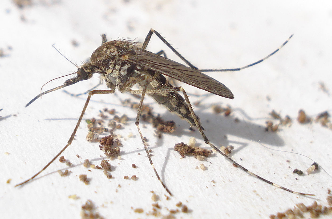 Macro close-up of a Culex mosquito resting on a white surface, showing detailed body and wing structure.