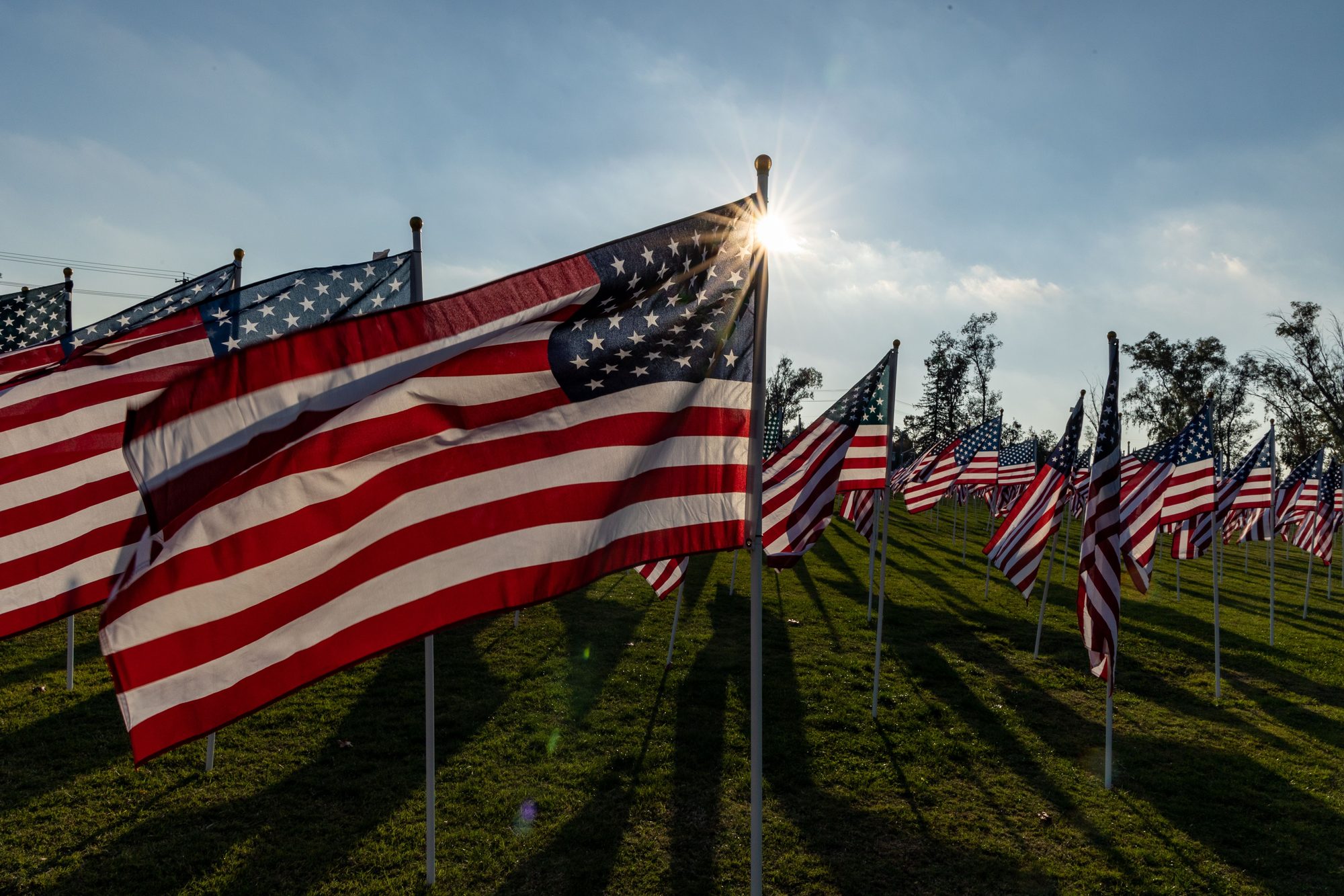 American flags waving in a sunny field, symbolizing patriotism and national pride.