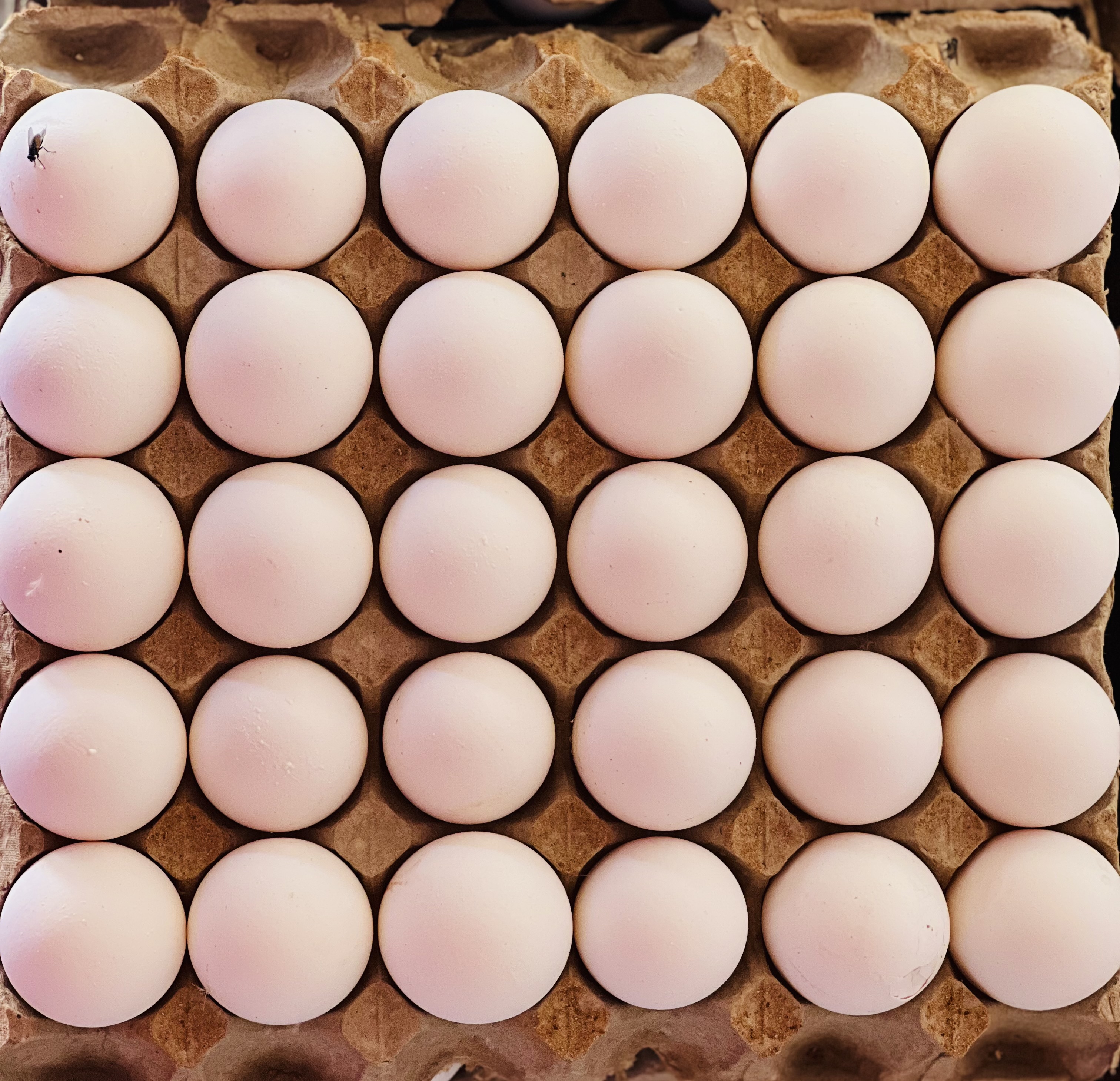 Overhead view of white shell eggs arranged in rows on a cardboard egg flat.
