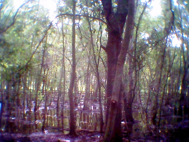 Dense woodland with tall trees, dappled sunlight, and standing water on the forest floor.