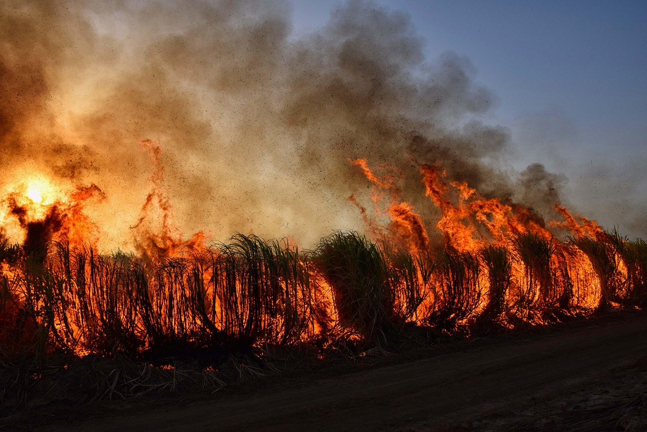 Wildfire, bushfire, flames, fire, environment, nature, landscape, wildfire, wildfire, wildfire, wildfire, wildfire, bush