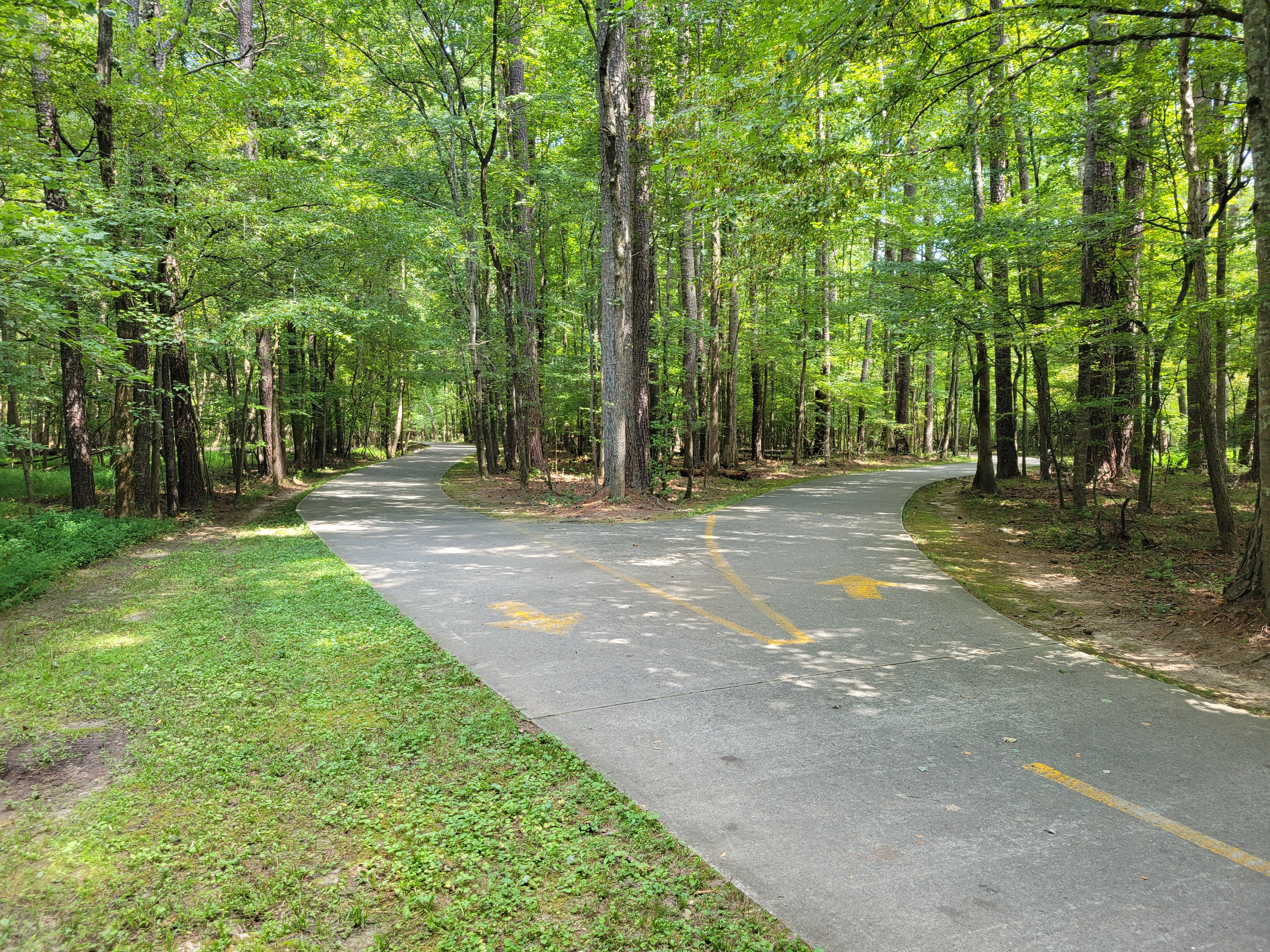 A paved divided trail curves through a dense green forest with yellow pavement markings.