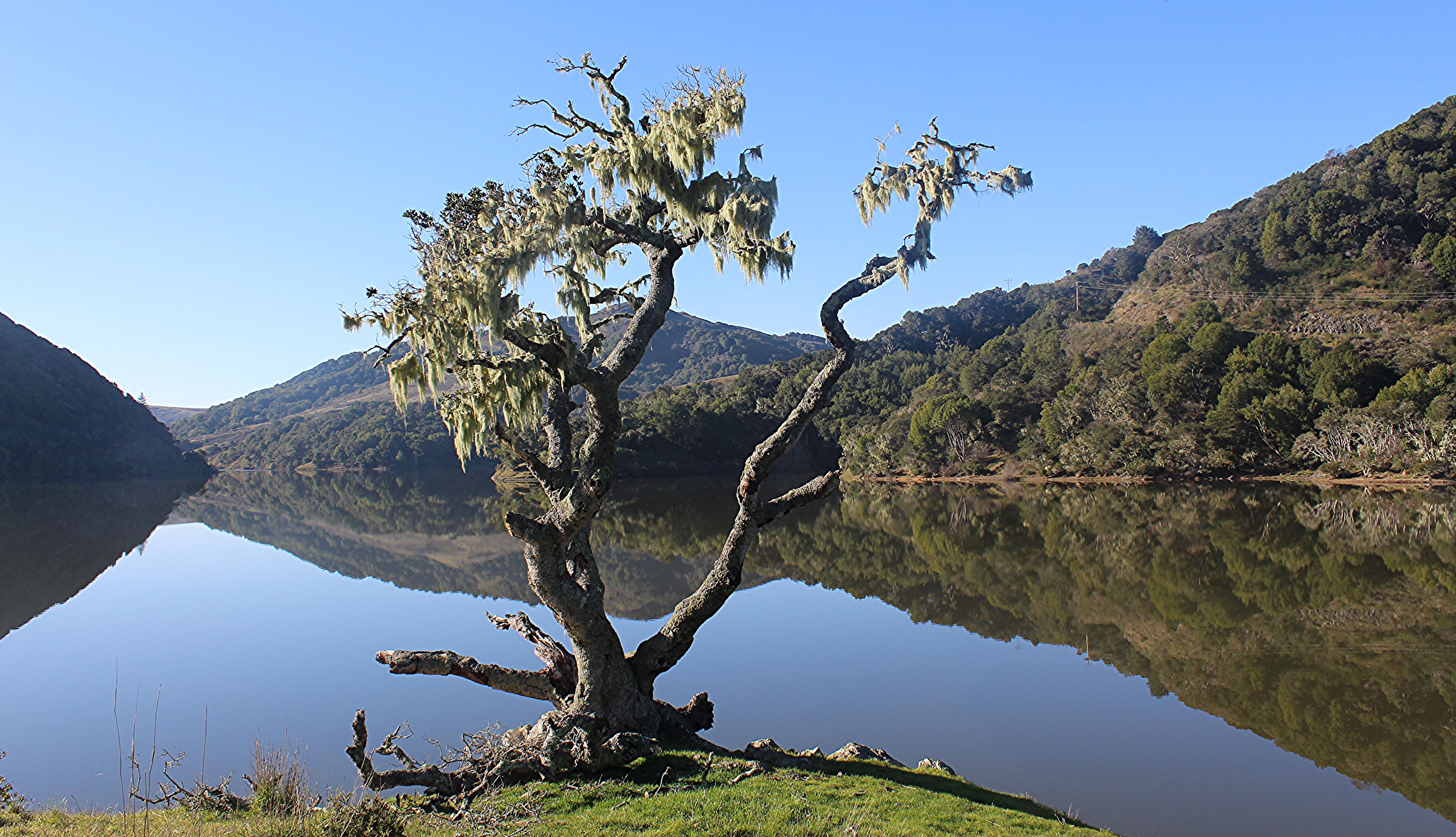 Calm reservoir with moss-draped tree in foreground and rolling hills beyond.