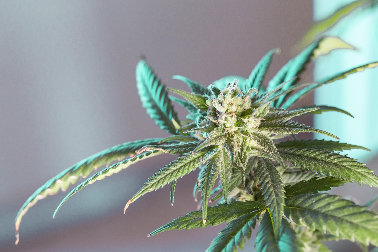 Marijuana leaf, cannabis leaf, cannabis leaves, weed leaf, pot leaf, marijuana leaves, weed leaves, ganja