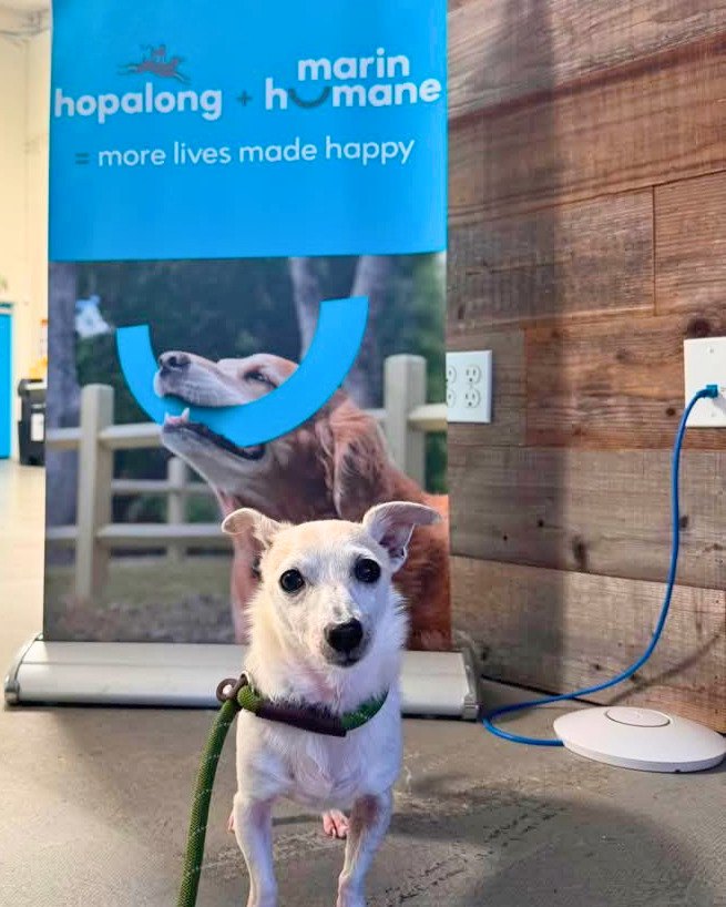 Small white dog on a green leash standing in front of a blue Marin Humane promotional banner.