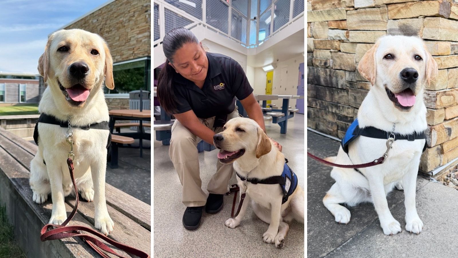 Yellow Labrador in a service harness with a uniformed officer kneeling beside him.