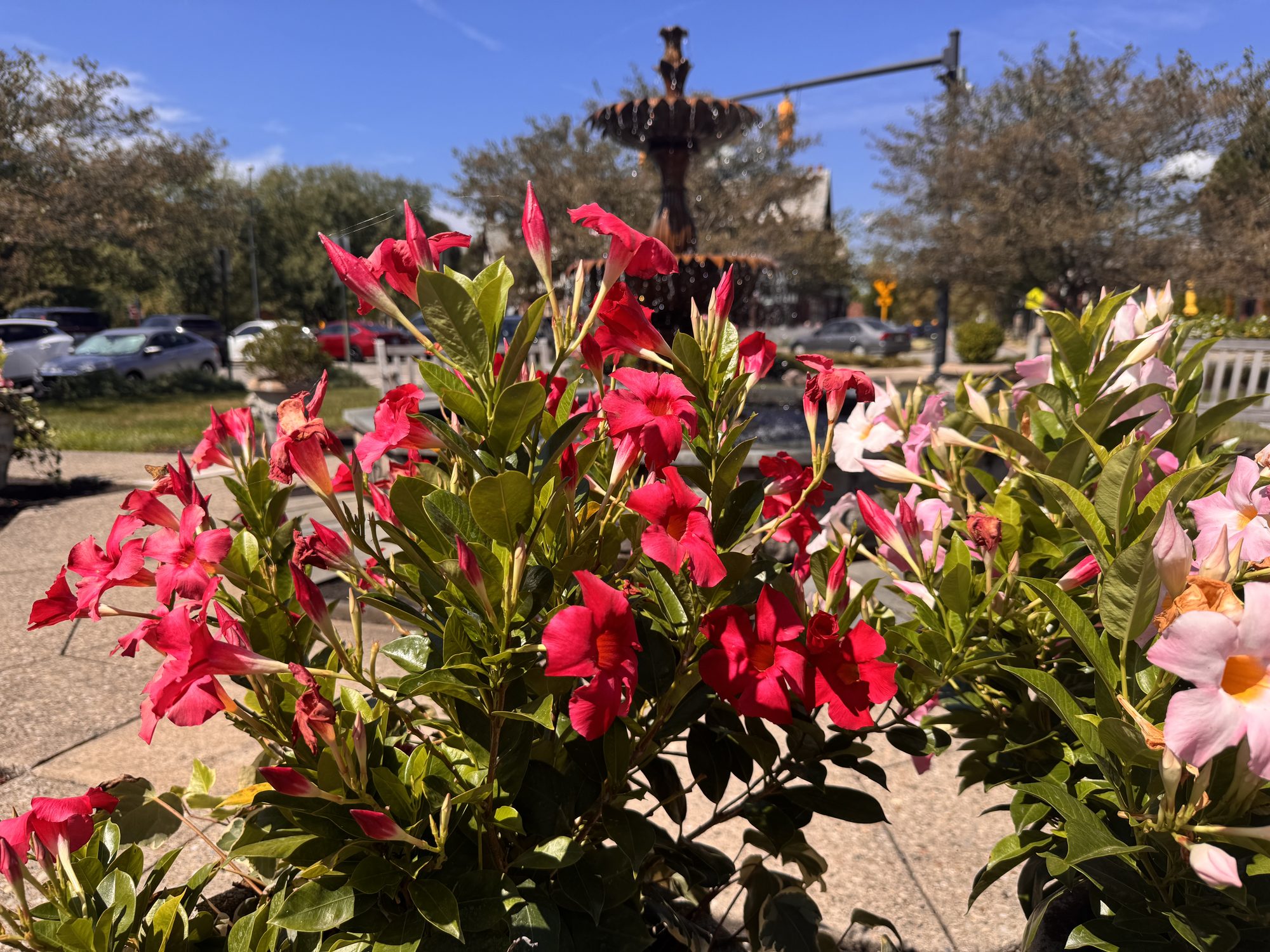 Decorative fountain and flowering plants in a sunny village square plaza.