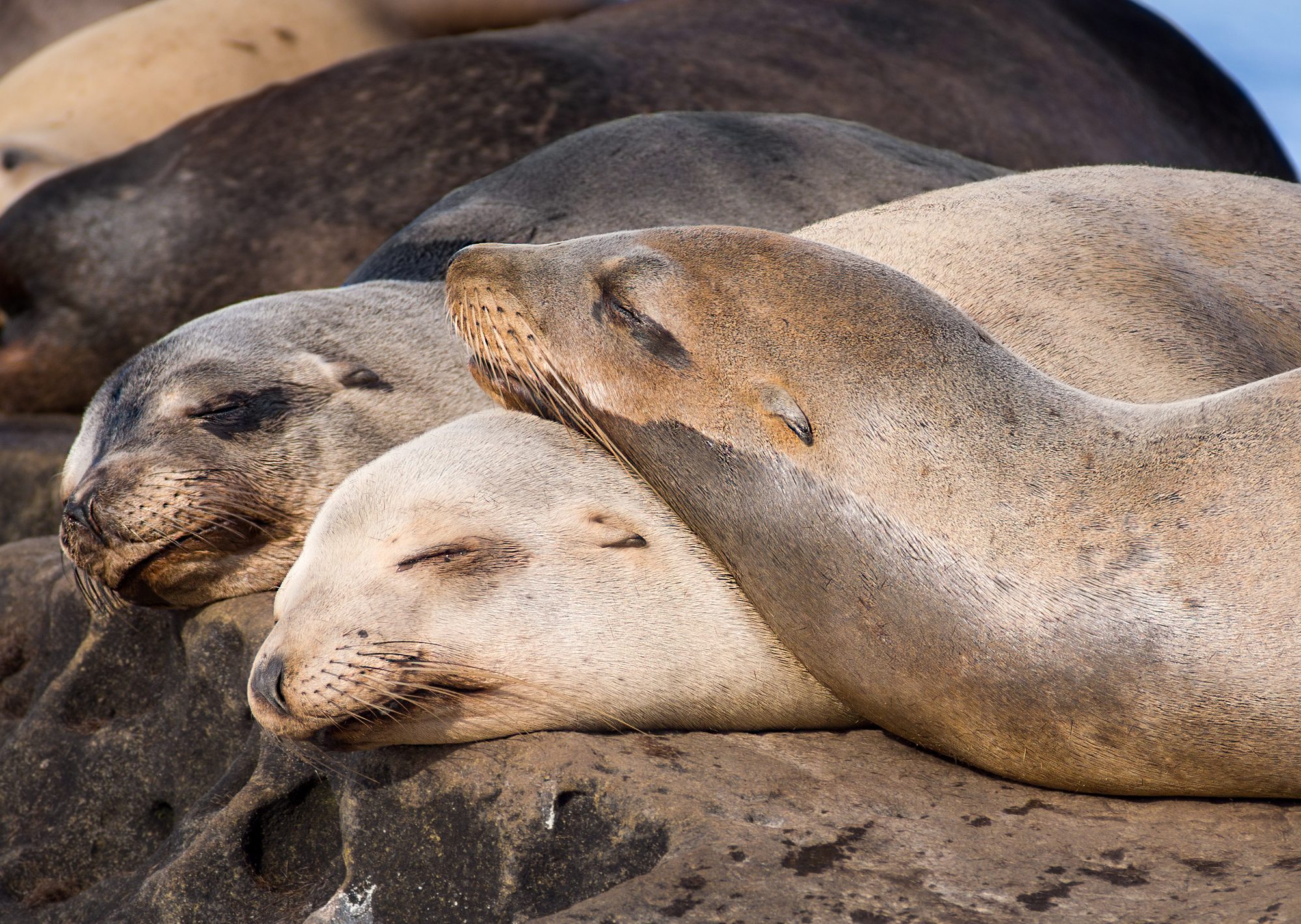 California sea lions (Zalophus californianus) in La Jolla (San Diego, California).