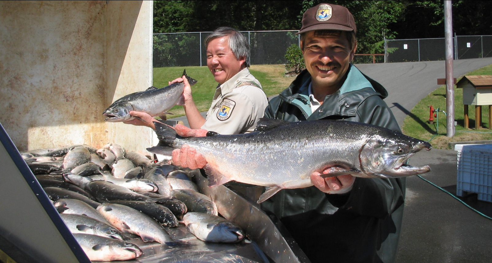 Two workers each holding a large coho salmon at an outdoor hatchery.