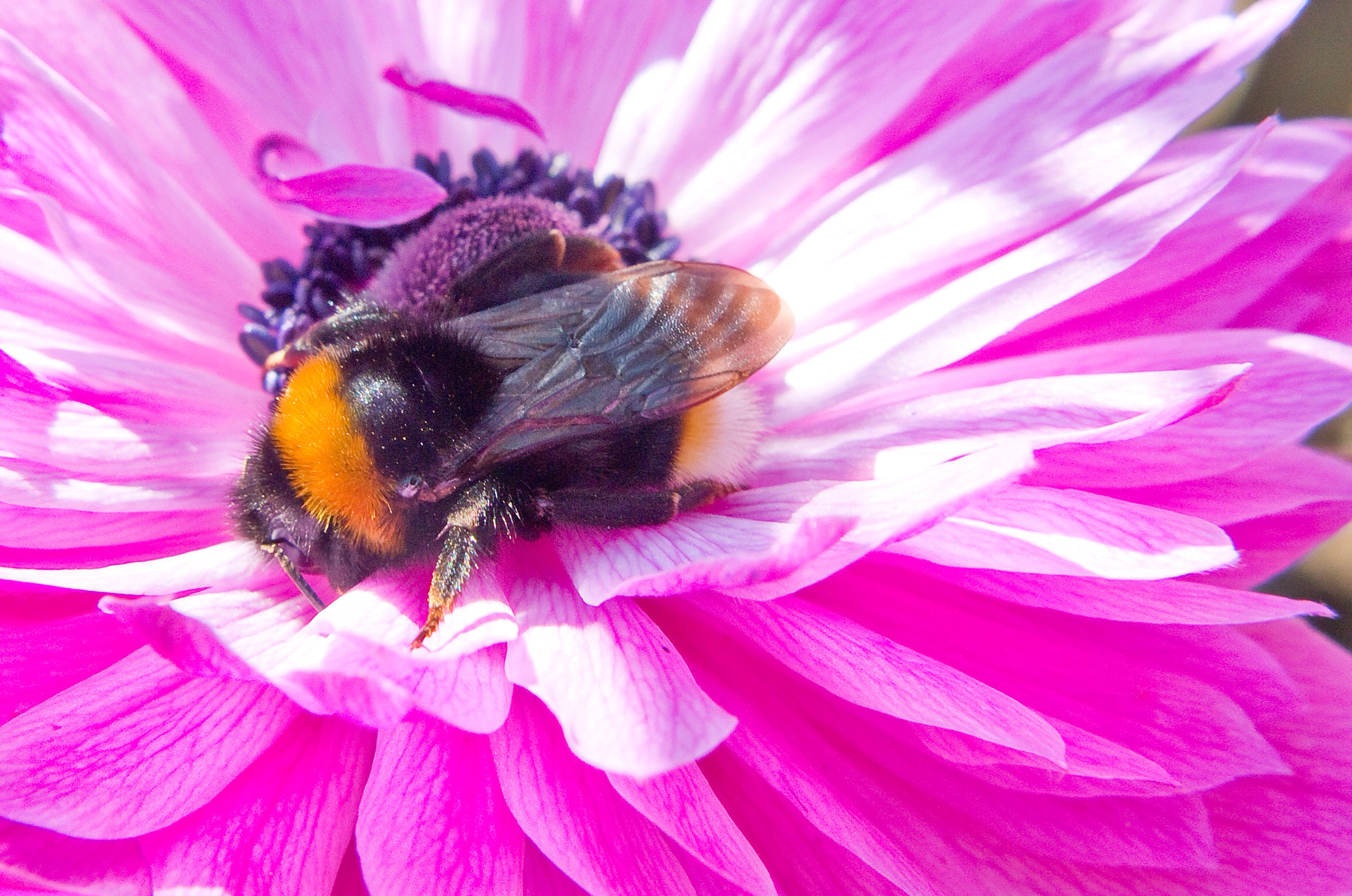 A bumblebee with orange and black coloring forages on a large pink flower.