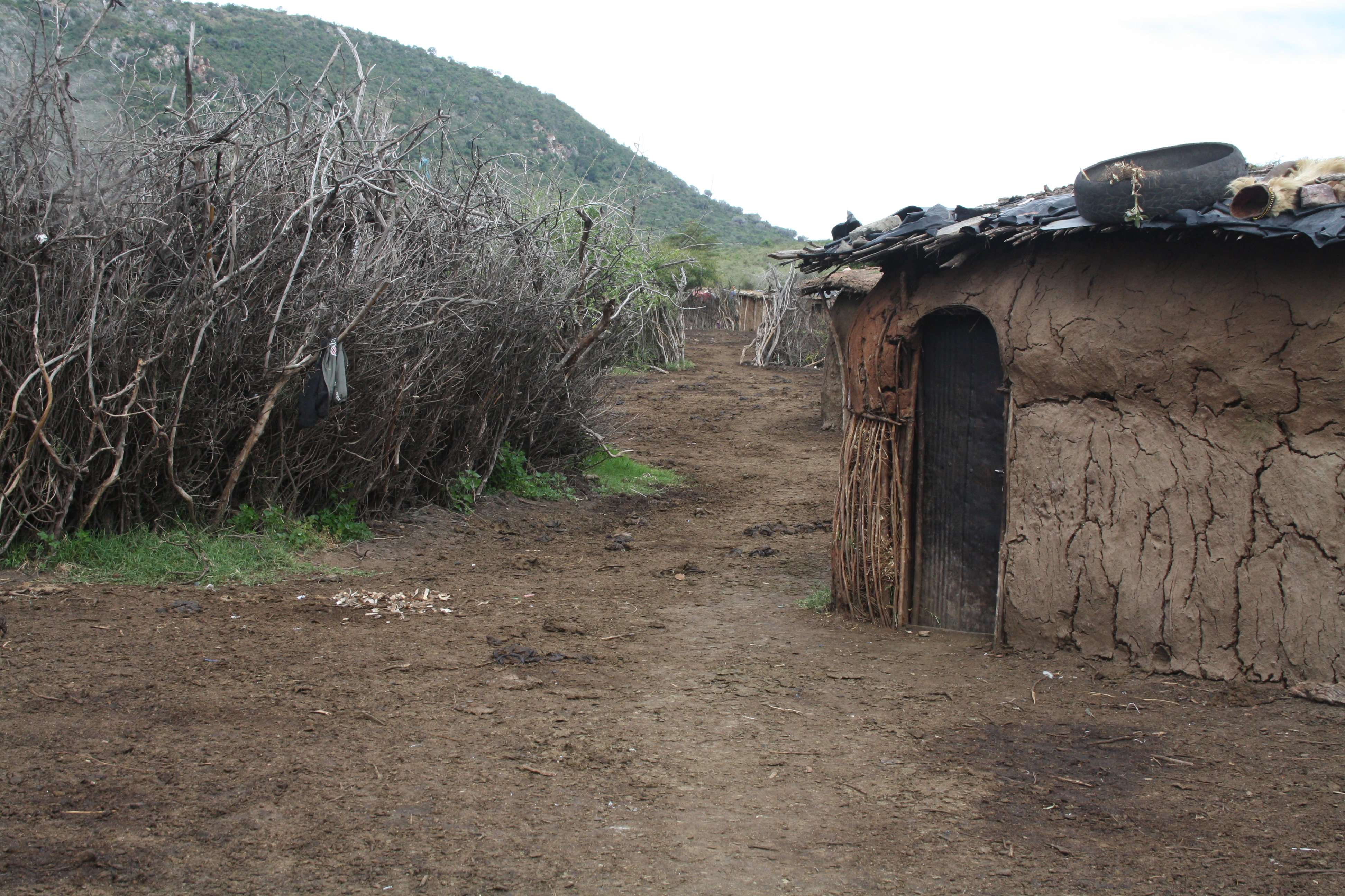 Dirt path through a Maasai village with mud walls and thorn-brush livestock enclosures.