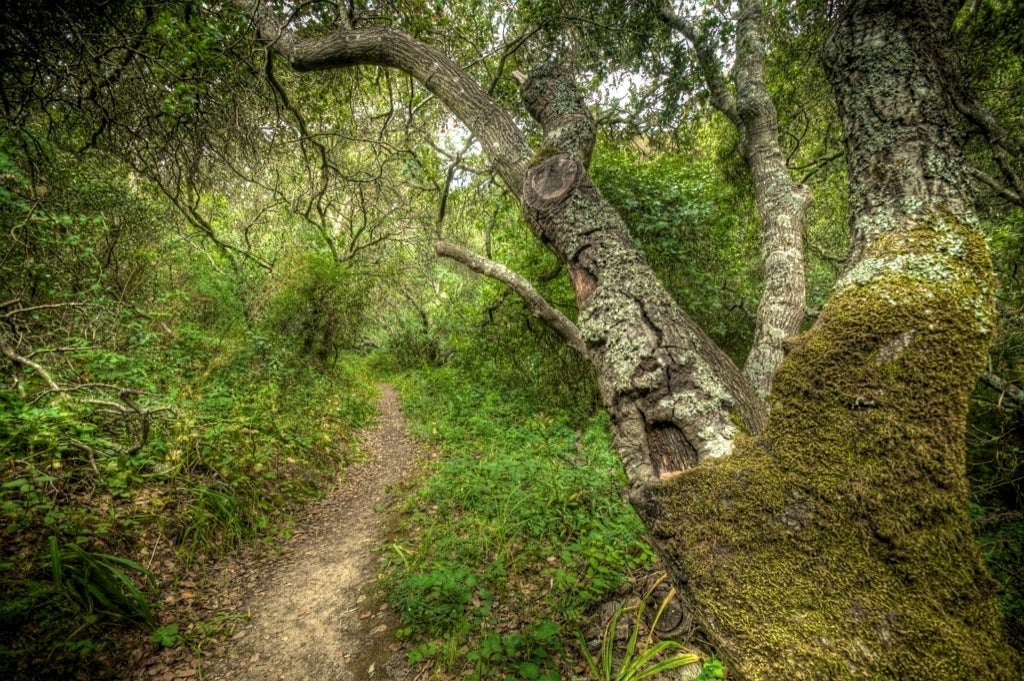 Narrow dirt trail winding through dense, moss-covered oak trees in a forest.