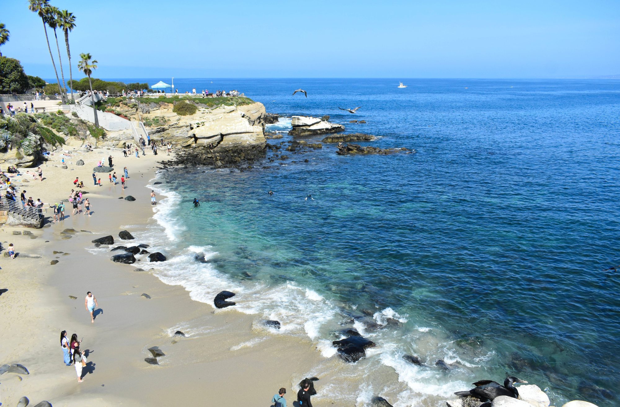 A sunny day at La Jolla Cove, California, bustling with beachgoers and vibrant sea life.