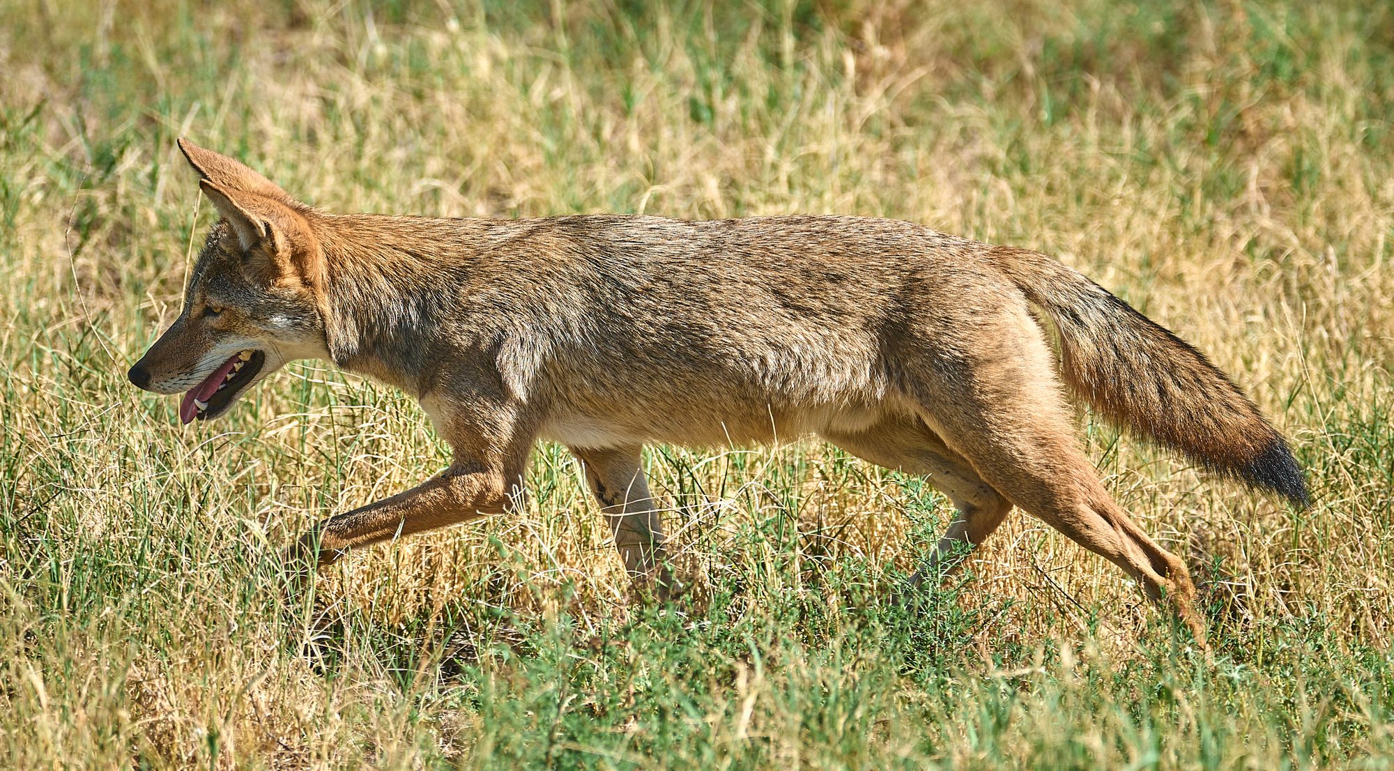 Coyote