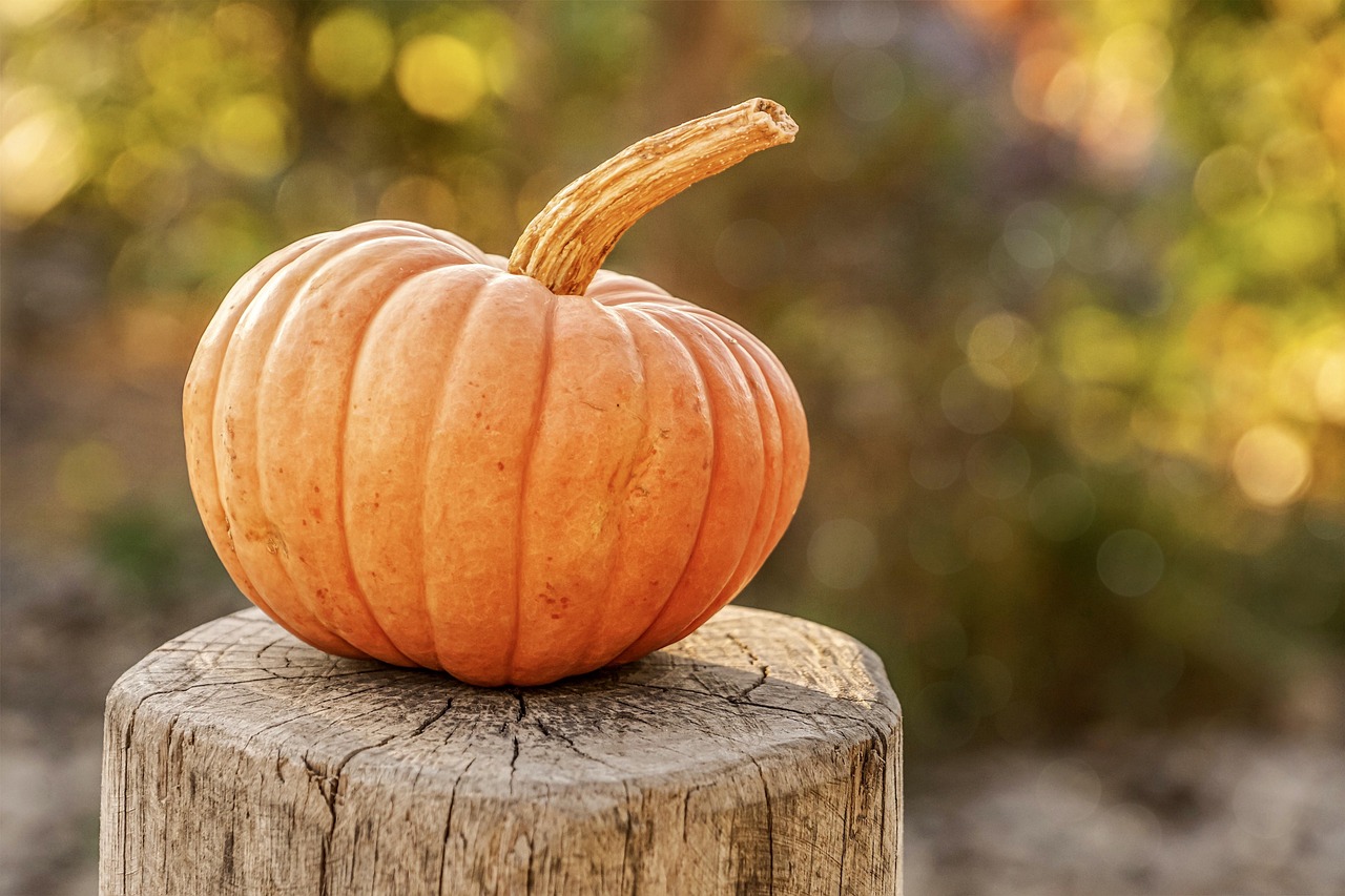 Harvest, pumpkin, autumn, halloween, vegetable, organic, fall, seasonal, pumpkin, pumpkin, pumpkin, pumpkin, pumpkin, ha