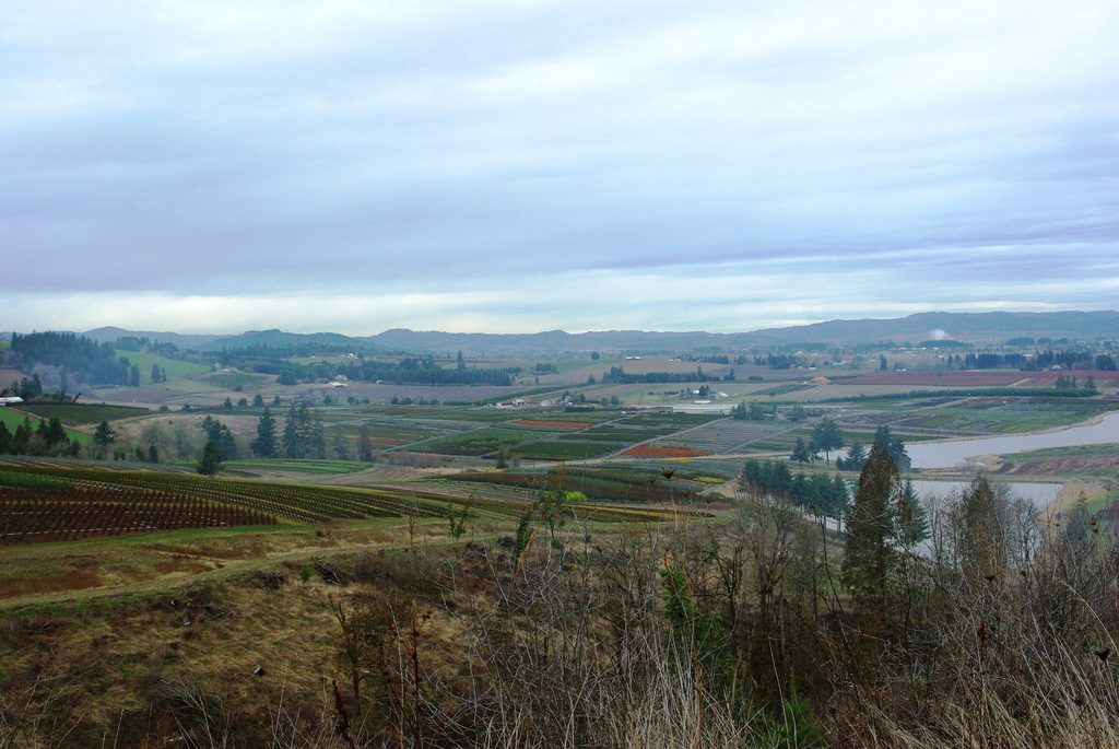 Nursery plants in the foothils of southern w:Washington County, Oregon. Looking north towards Forest Grove.