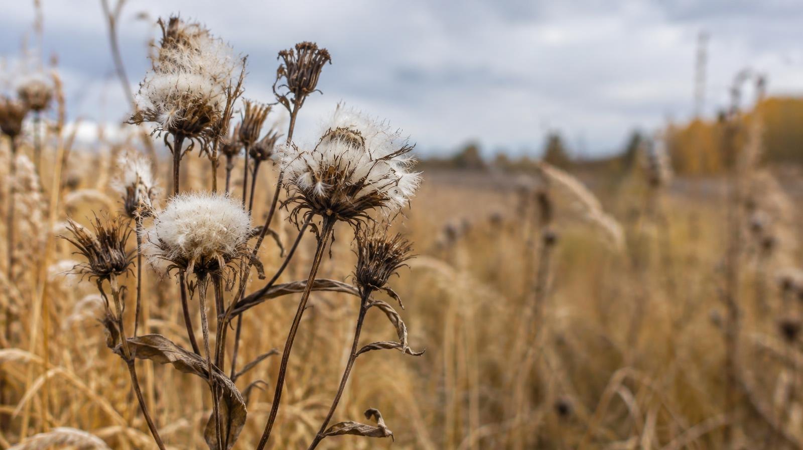 Close-up of fluffy dried seed heads on tall prairie wildflowers amid golden autumn grasses.