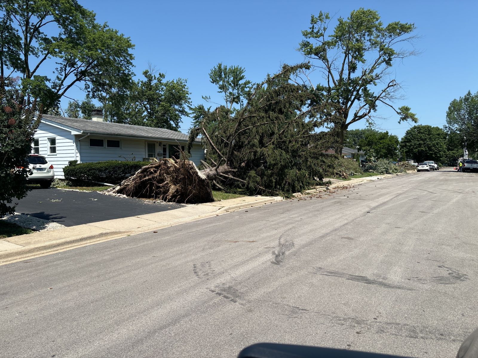 Large uprooted tree fallen near a residential curb with exposed root ball on a sunny day.