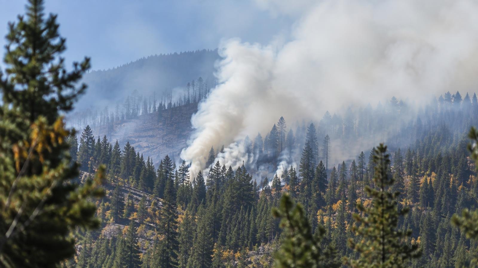 White smoke rises above a dense conifer forest on a mountain hillside.