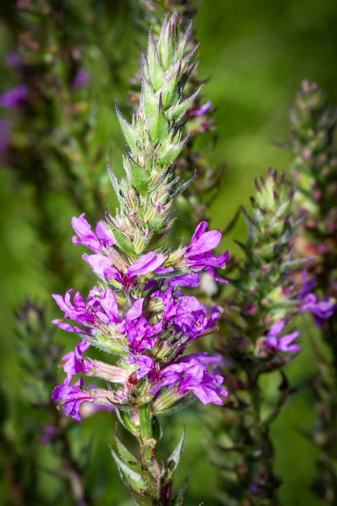Tall spike of bright magenta-purple flowers on a Purple Loosestrife plant.