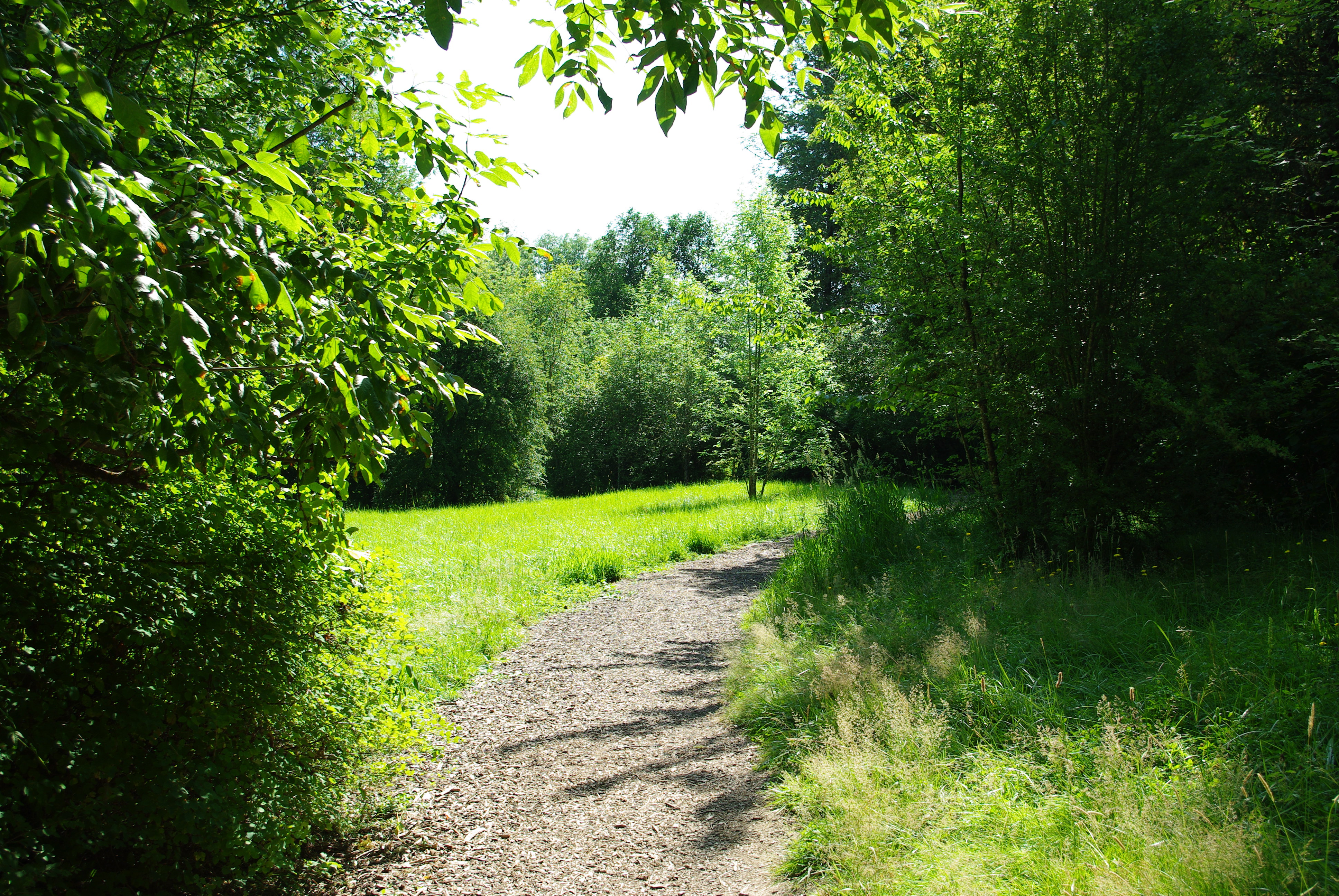 Gravel path winding through green trees toward a sunlit meadow in a park.