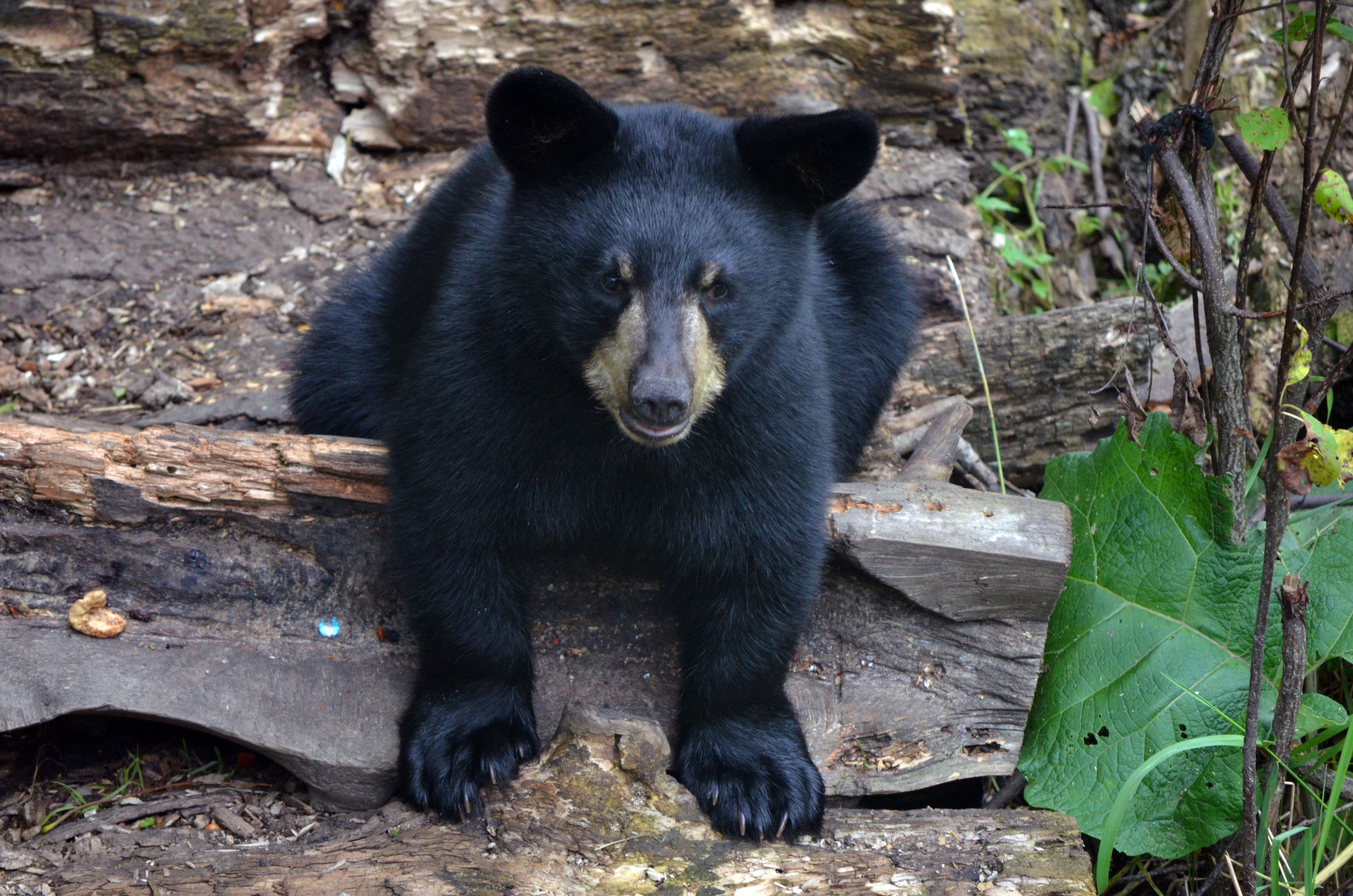 A young black bear with a tan muzzle rests on a fallen log in a forest.